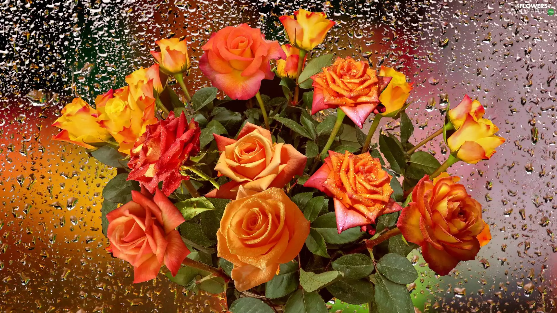 bouquet, roses, drops, tea