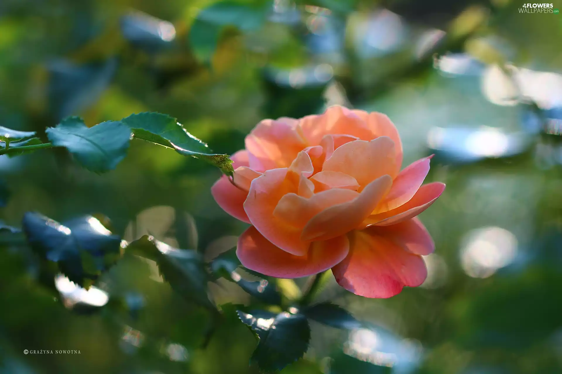 Colourfull Flowers, rose, tea