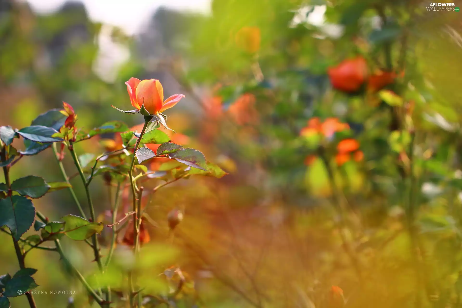 Colourfull Flowers, rose, tea