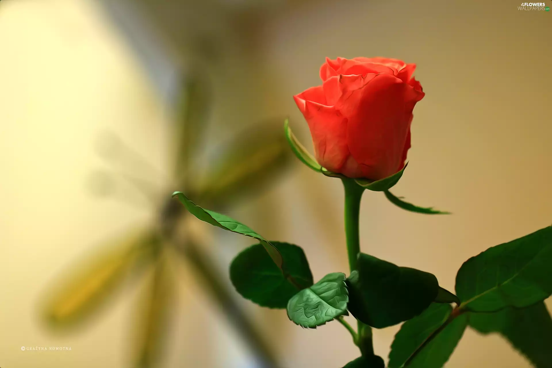 Colourfull Flowers, rose, tea