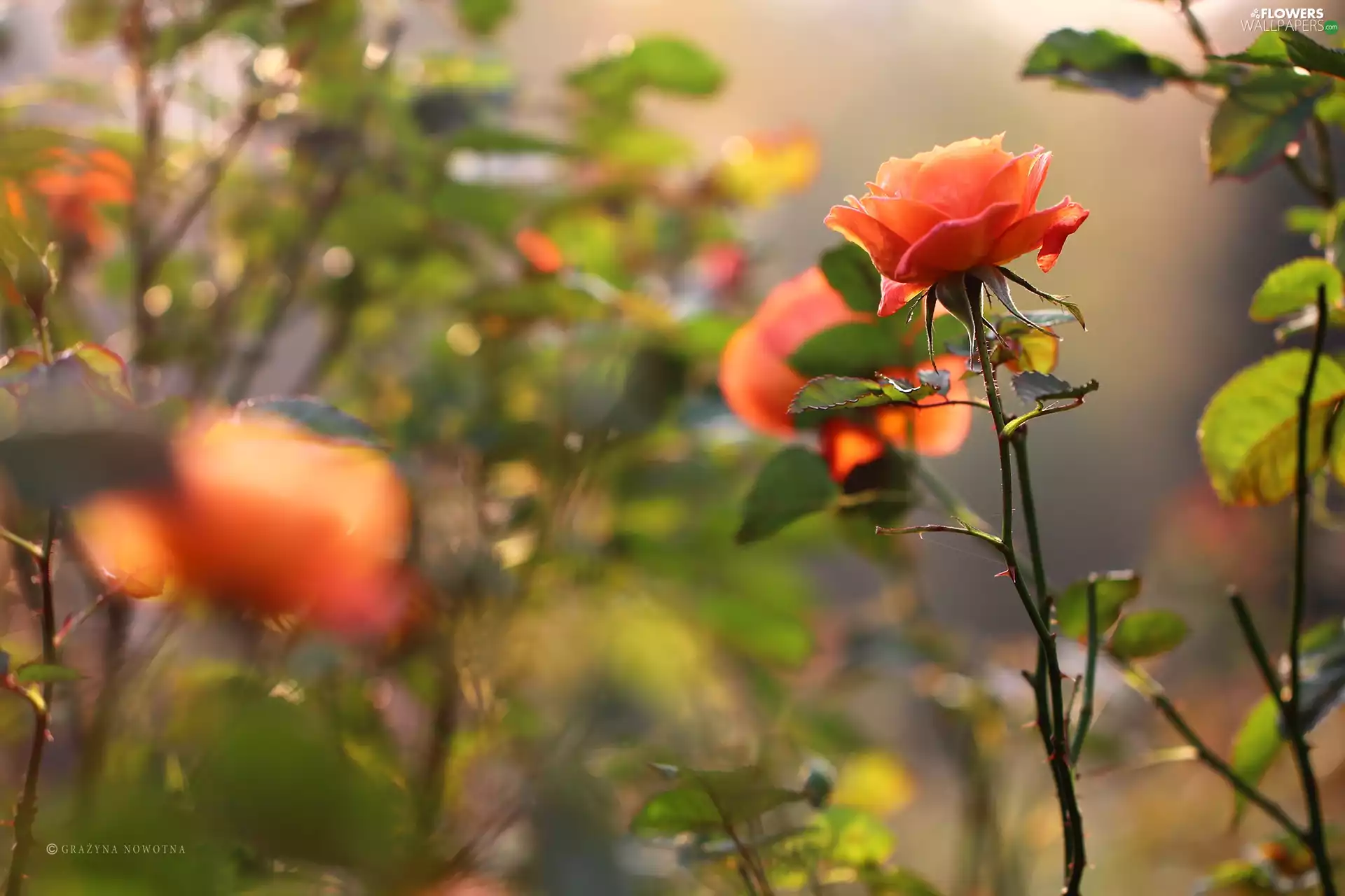 Colourfull Flowers, rose, tea