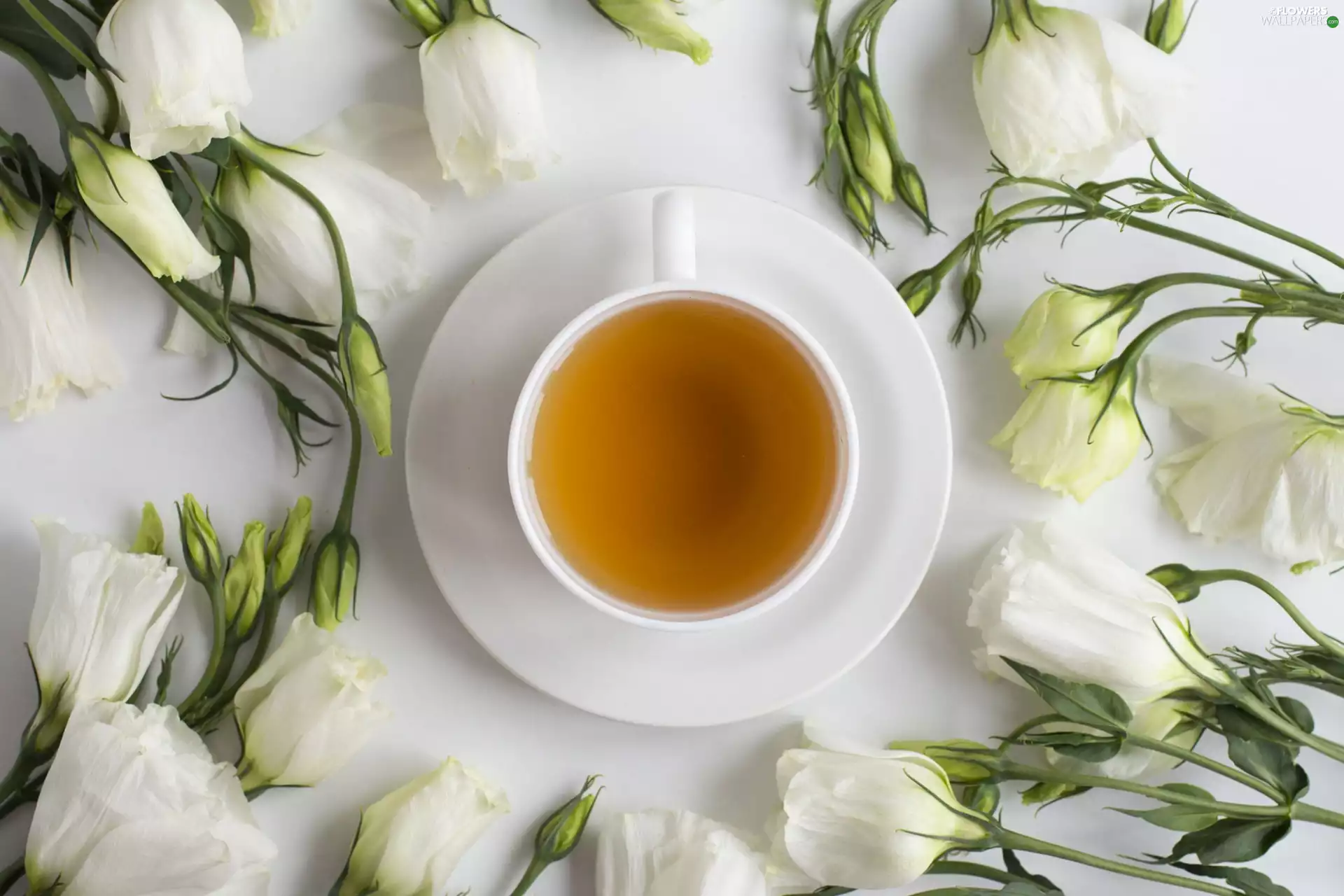 Eustoma, White, saucer, tea, cup, Flowers