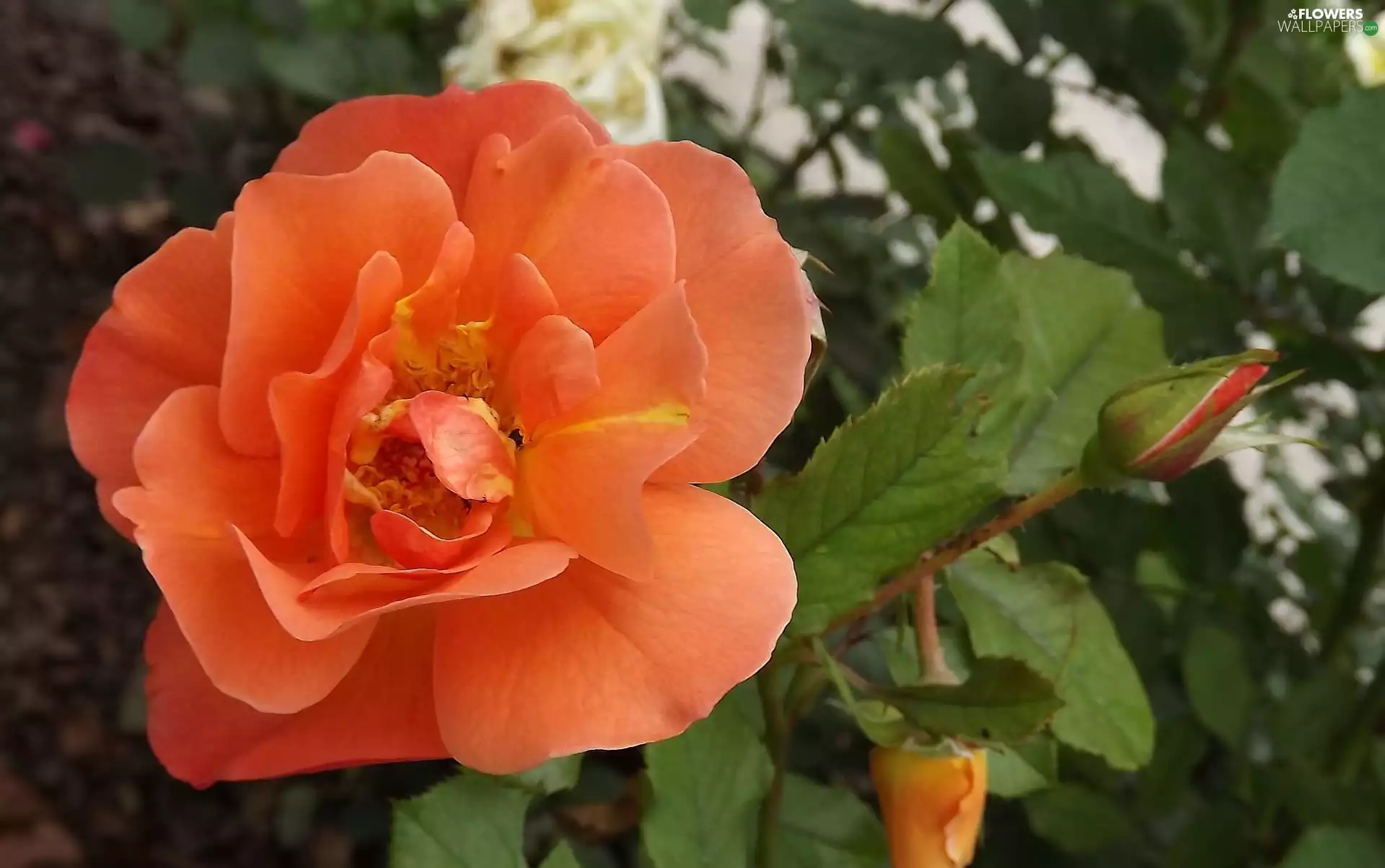 rose, Buds, Leaf, tea