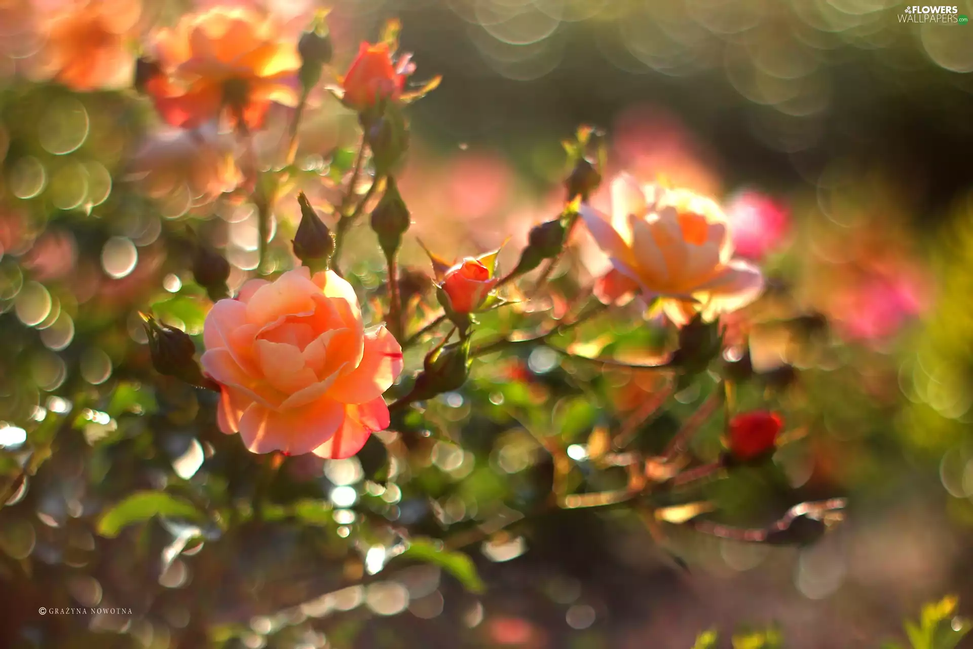 roses, Flowers, Bokeh, tea