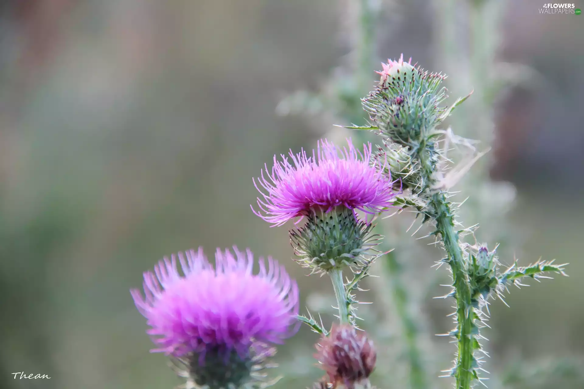 teasel