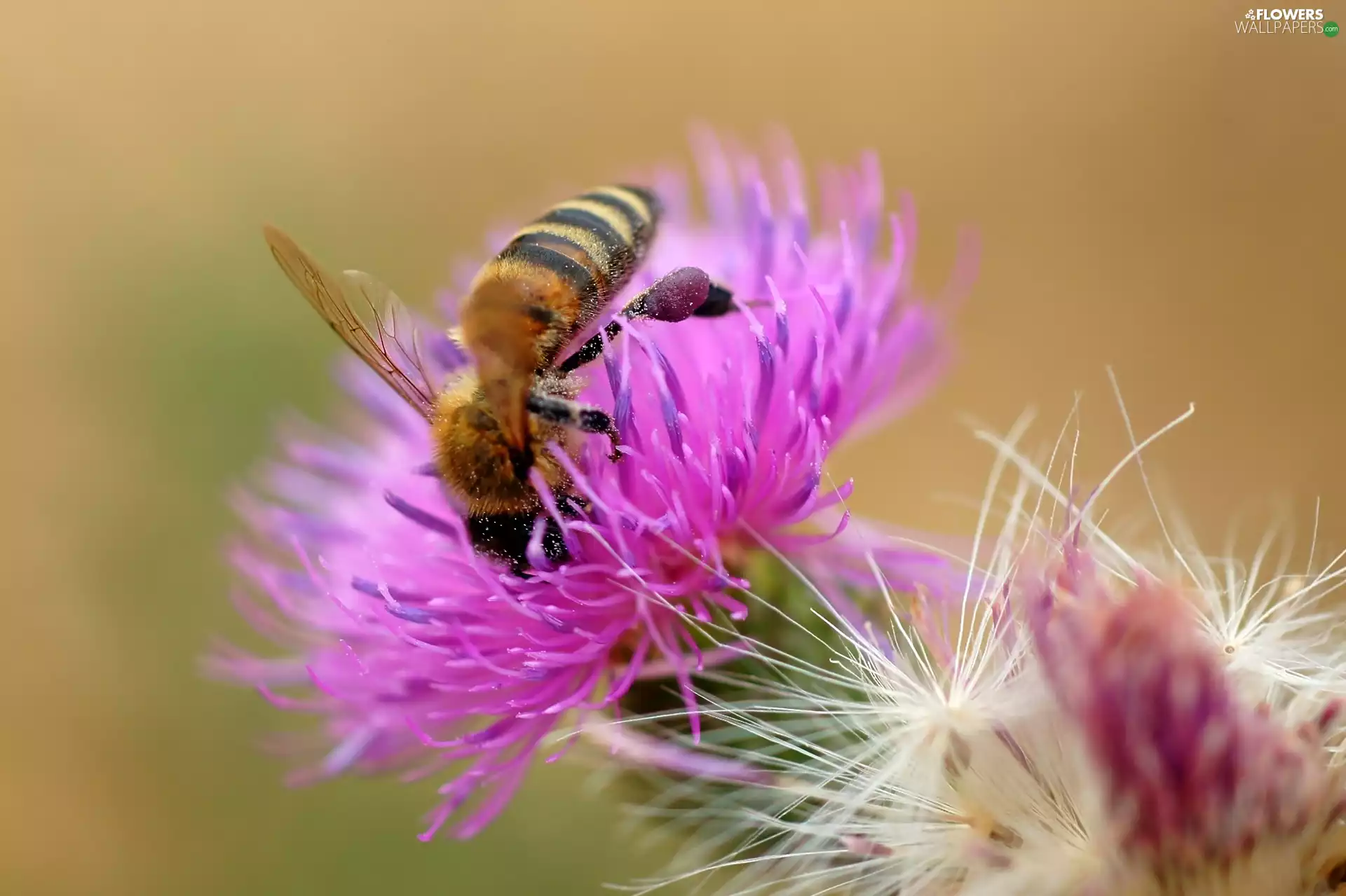 teasel, bee