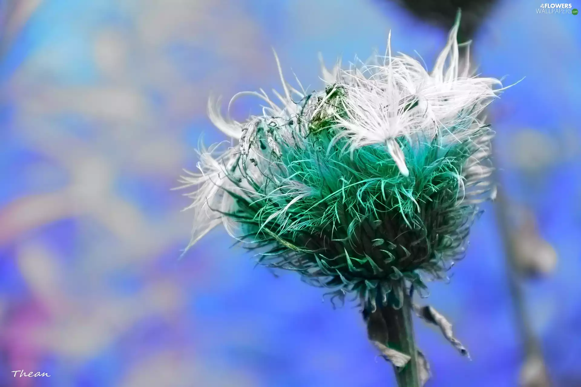 fading, teasel