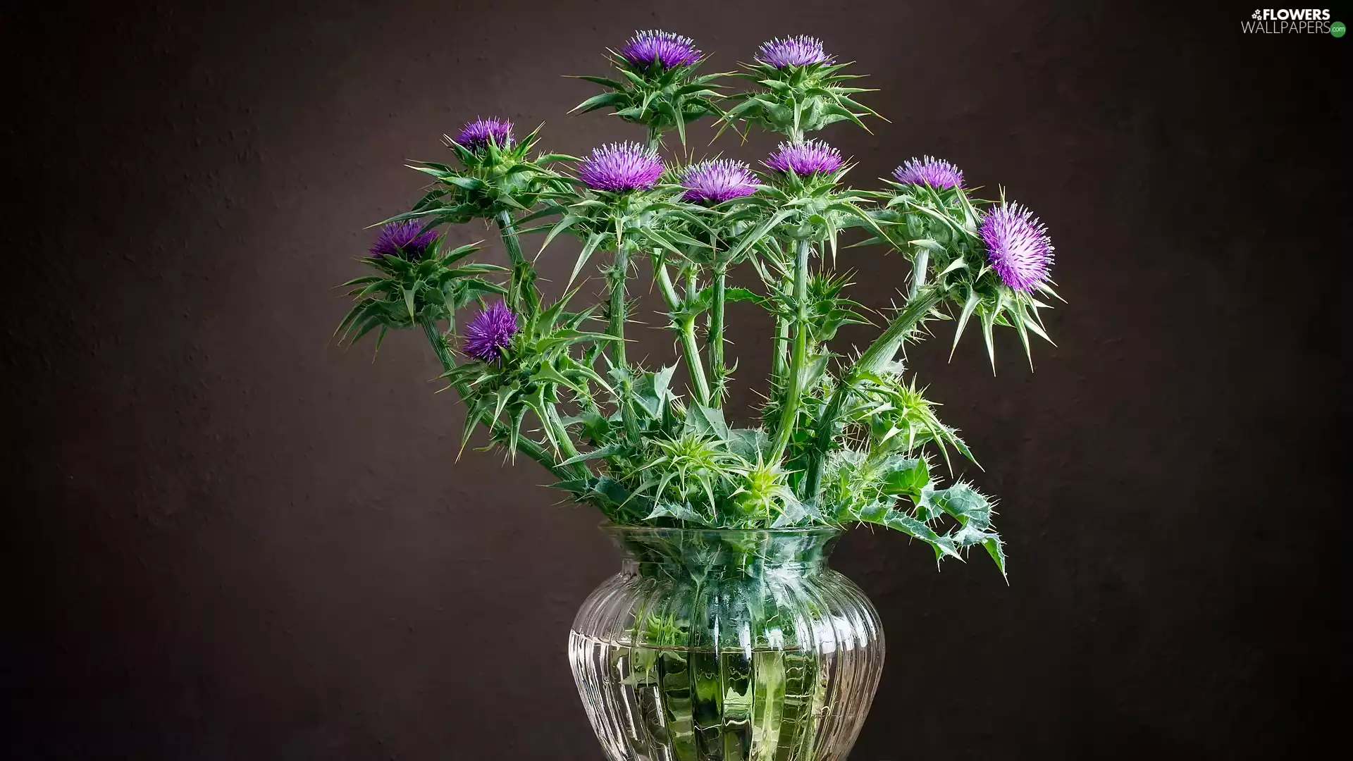 flower, glass, Vase, teasel