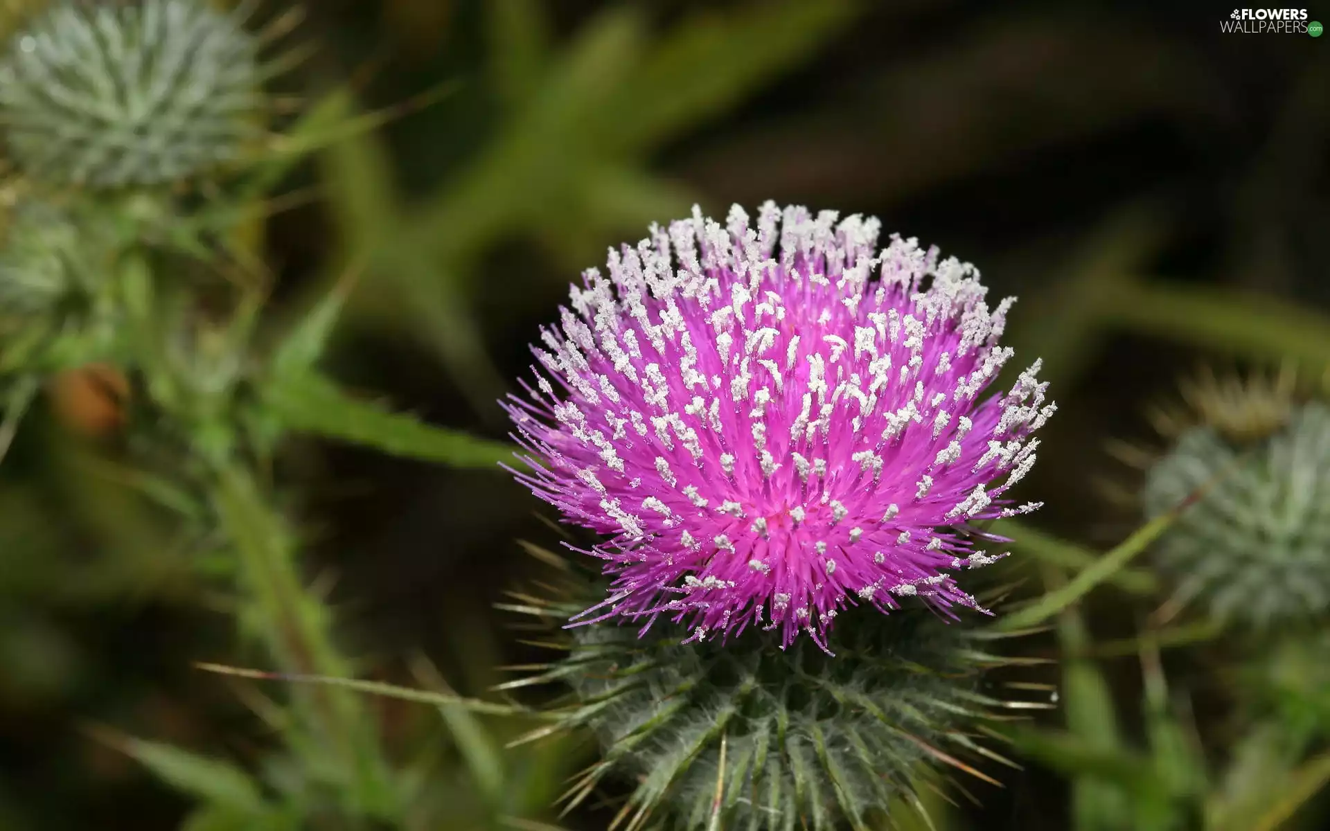 teasel, Colourfull Flowers