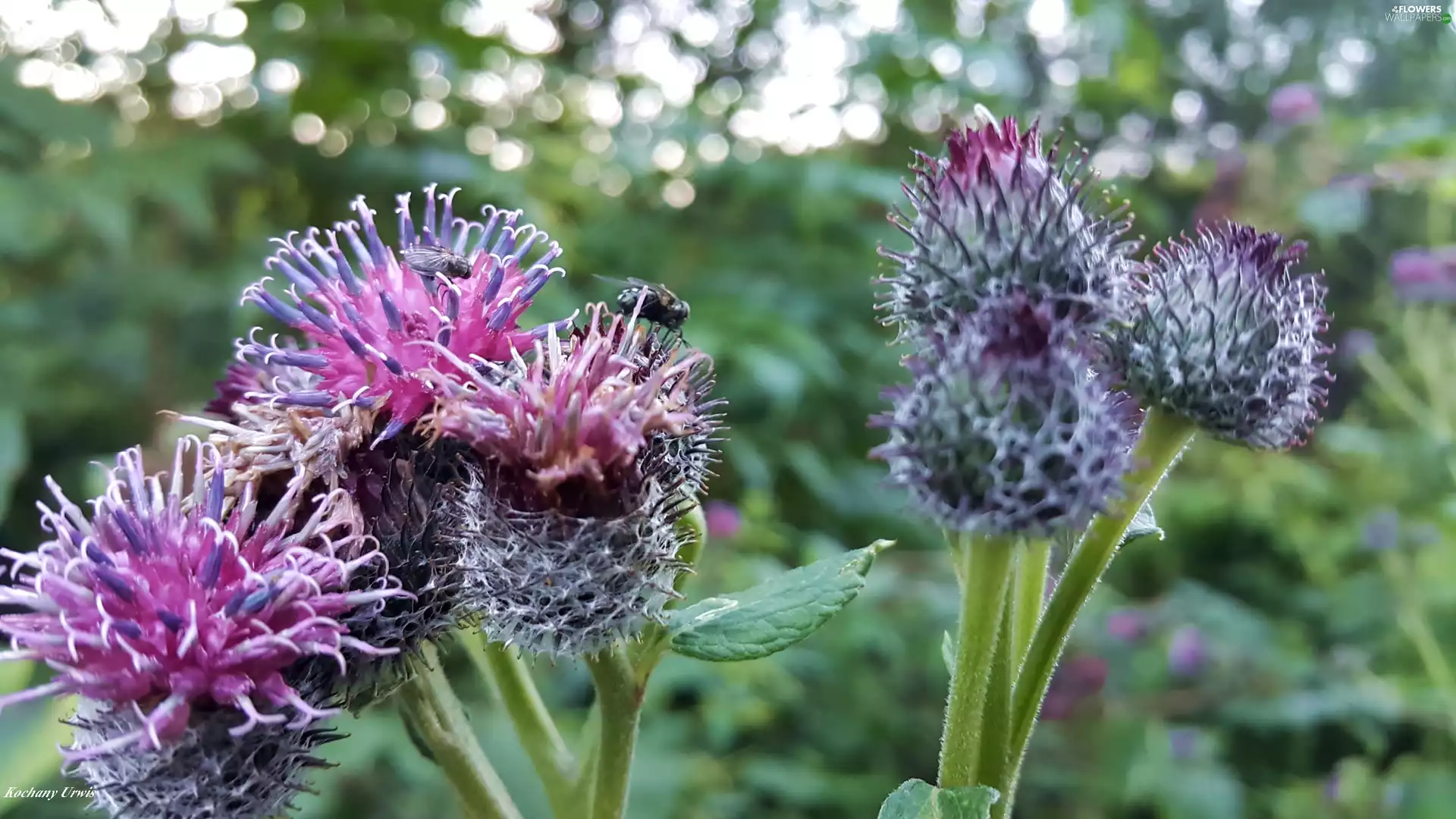 teasel, Flowers