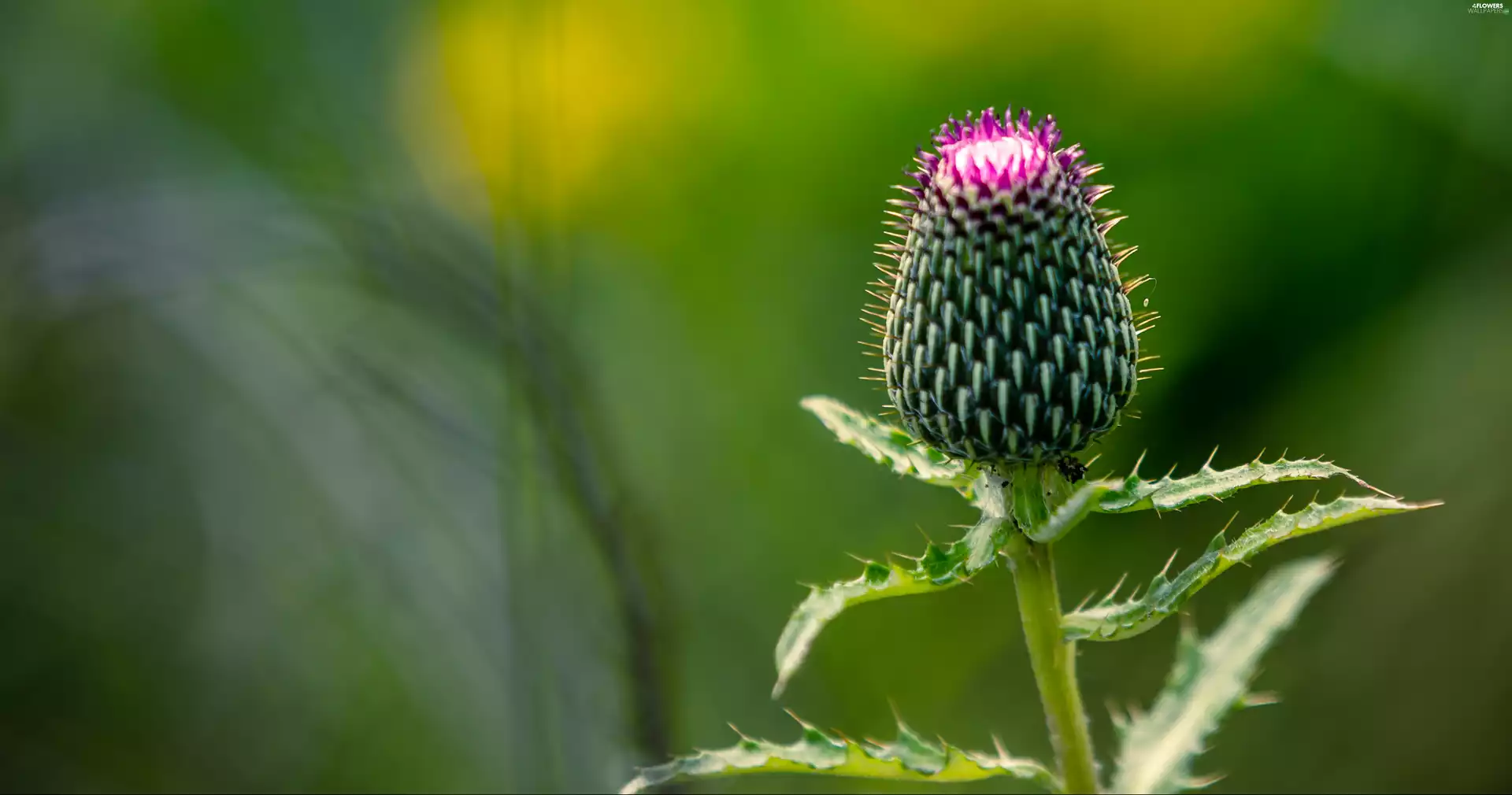 teasel, Leaf