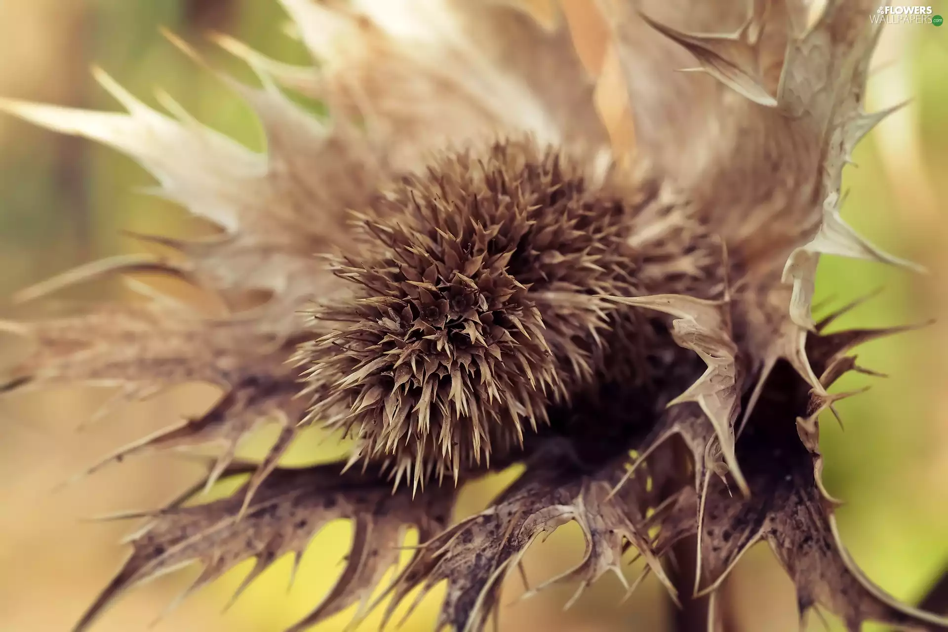 teasel, dry, plant