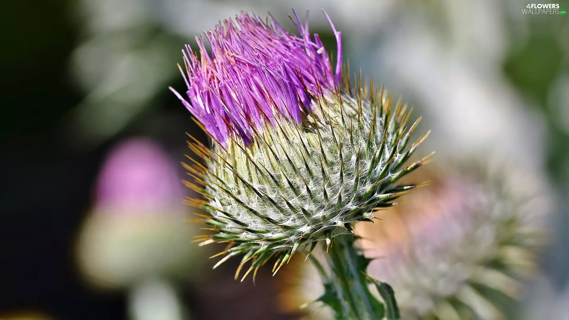 rapprochement, Colourfull Flowers, teasel