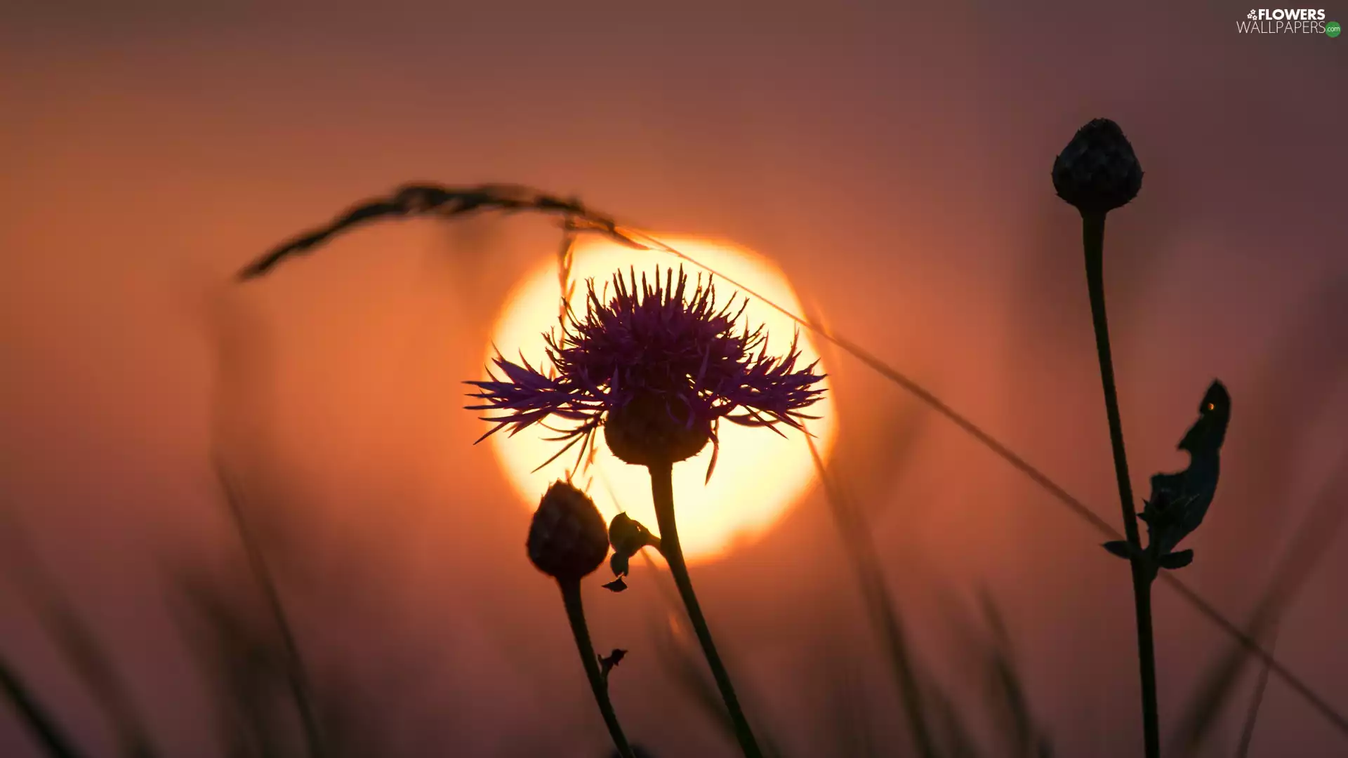 teasel, west, sun
