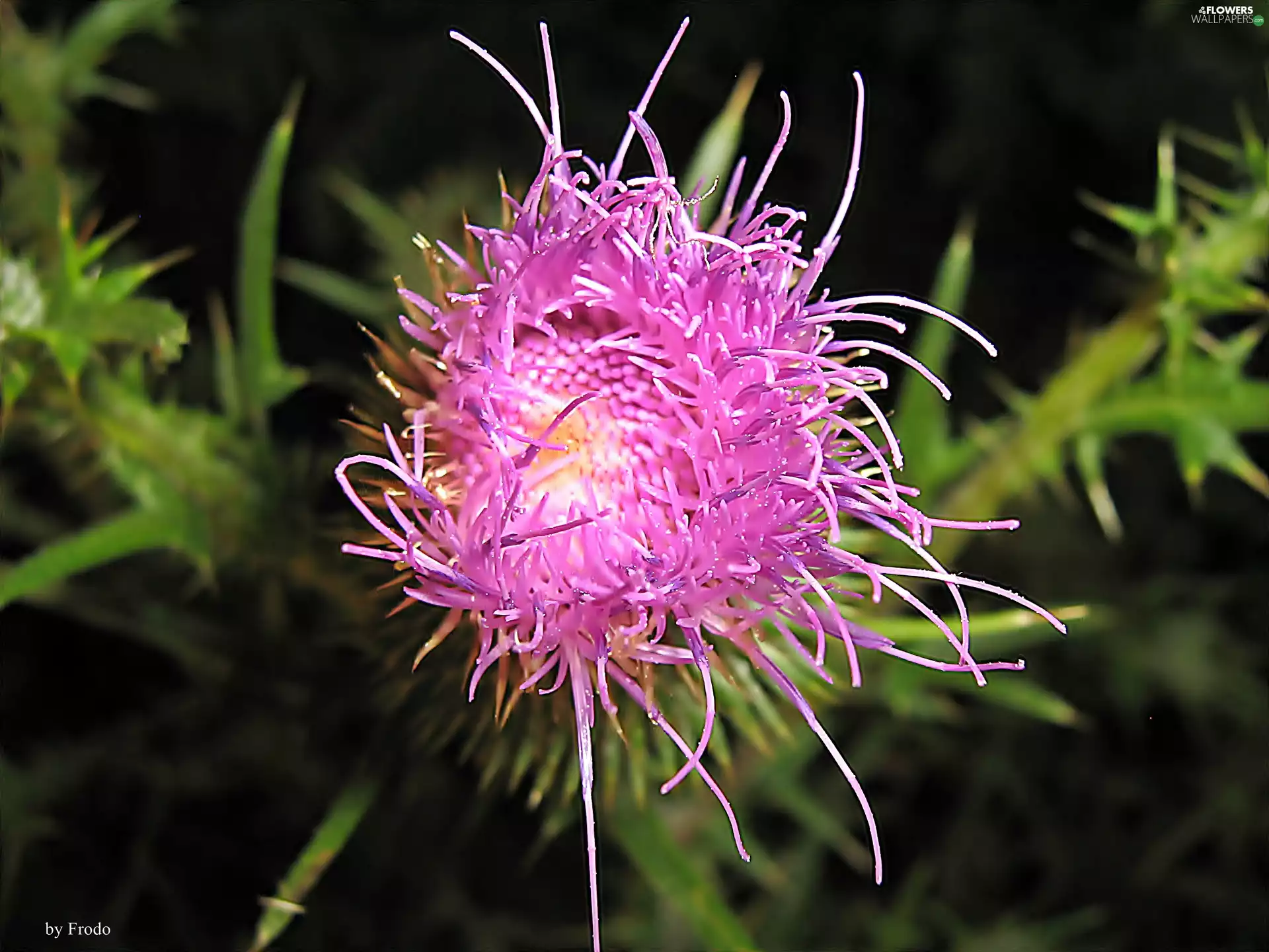 Violet, Colourfull Flowers, teasel