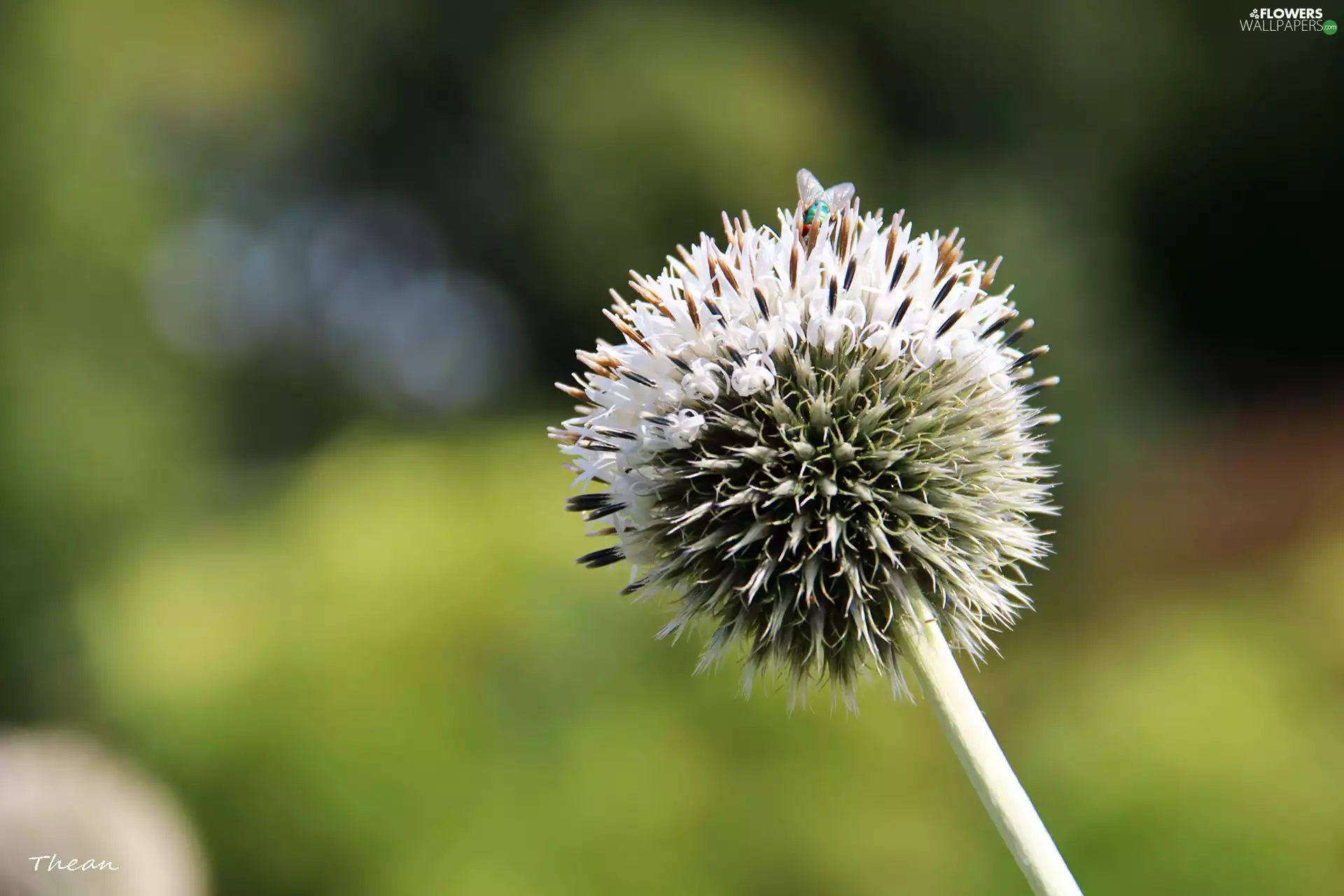 White, teasel