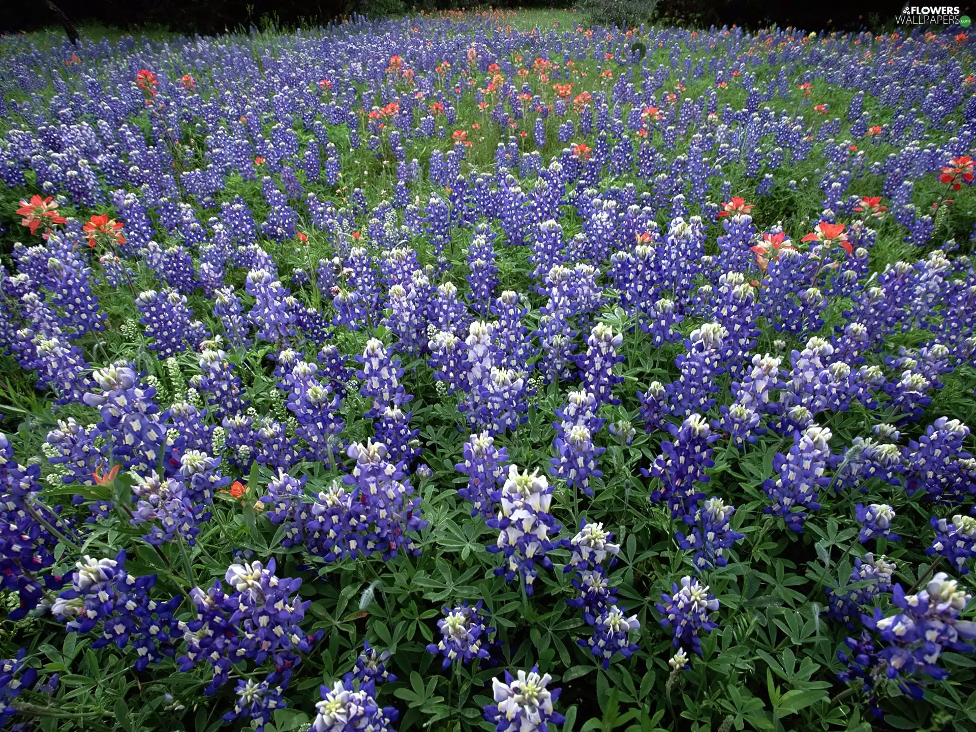 Field, Hill Country, Teksas, Lupin