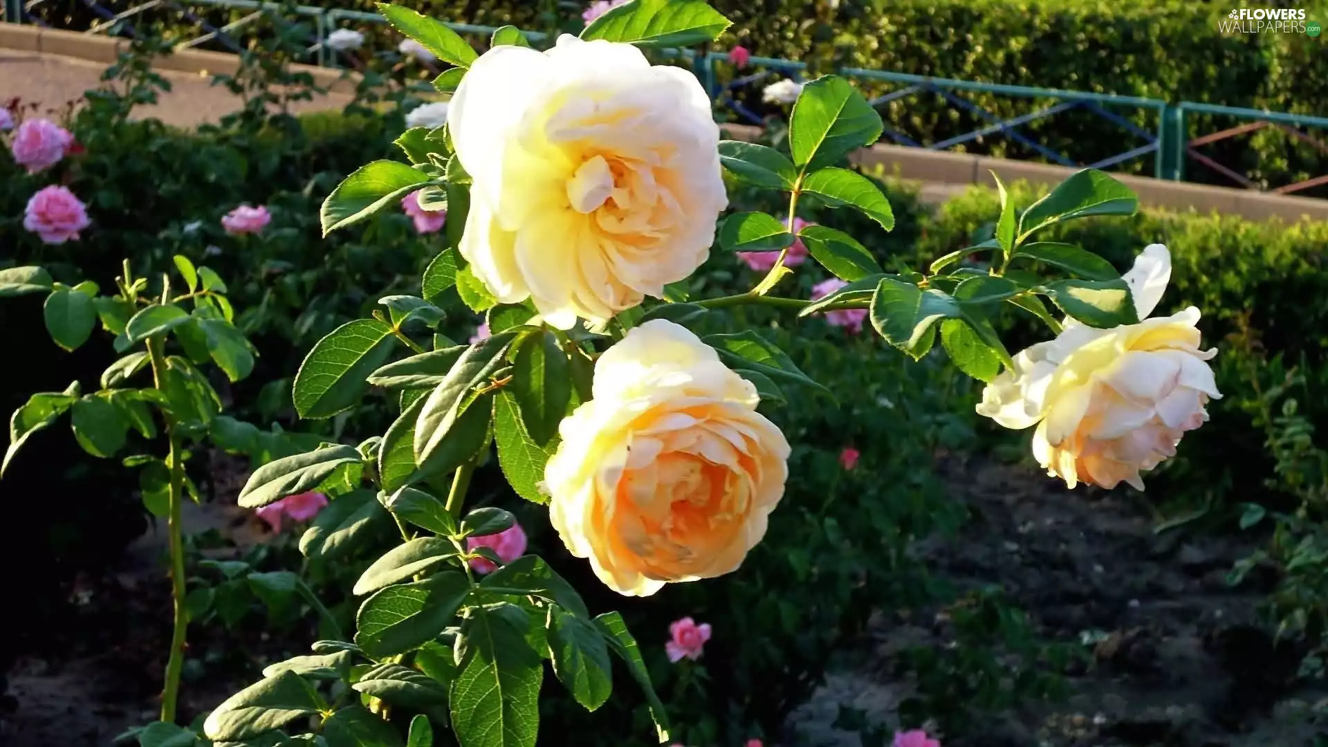 terrace, Yellow, roses