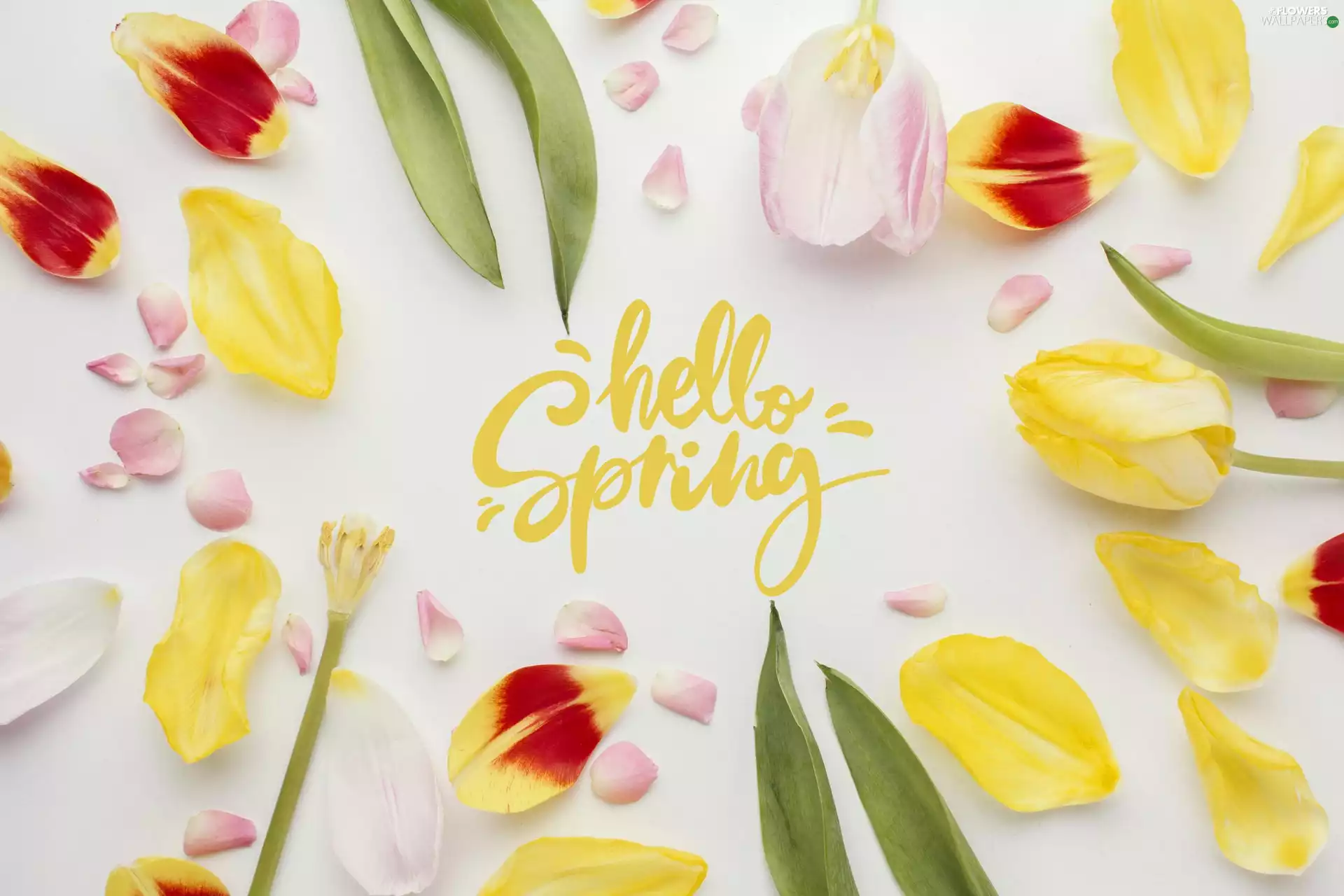 flakes, Leaf, background, Spring, White, Tulips, Flowers, text