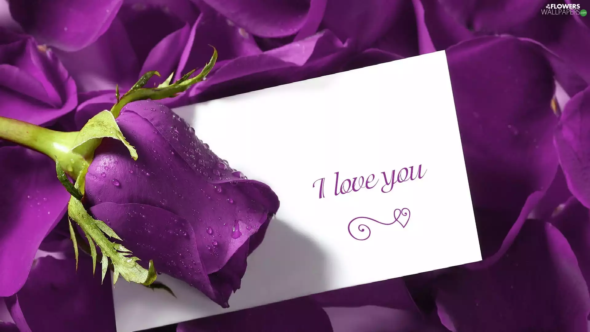 flakes, Violet, card, text, dew, rose