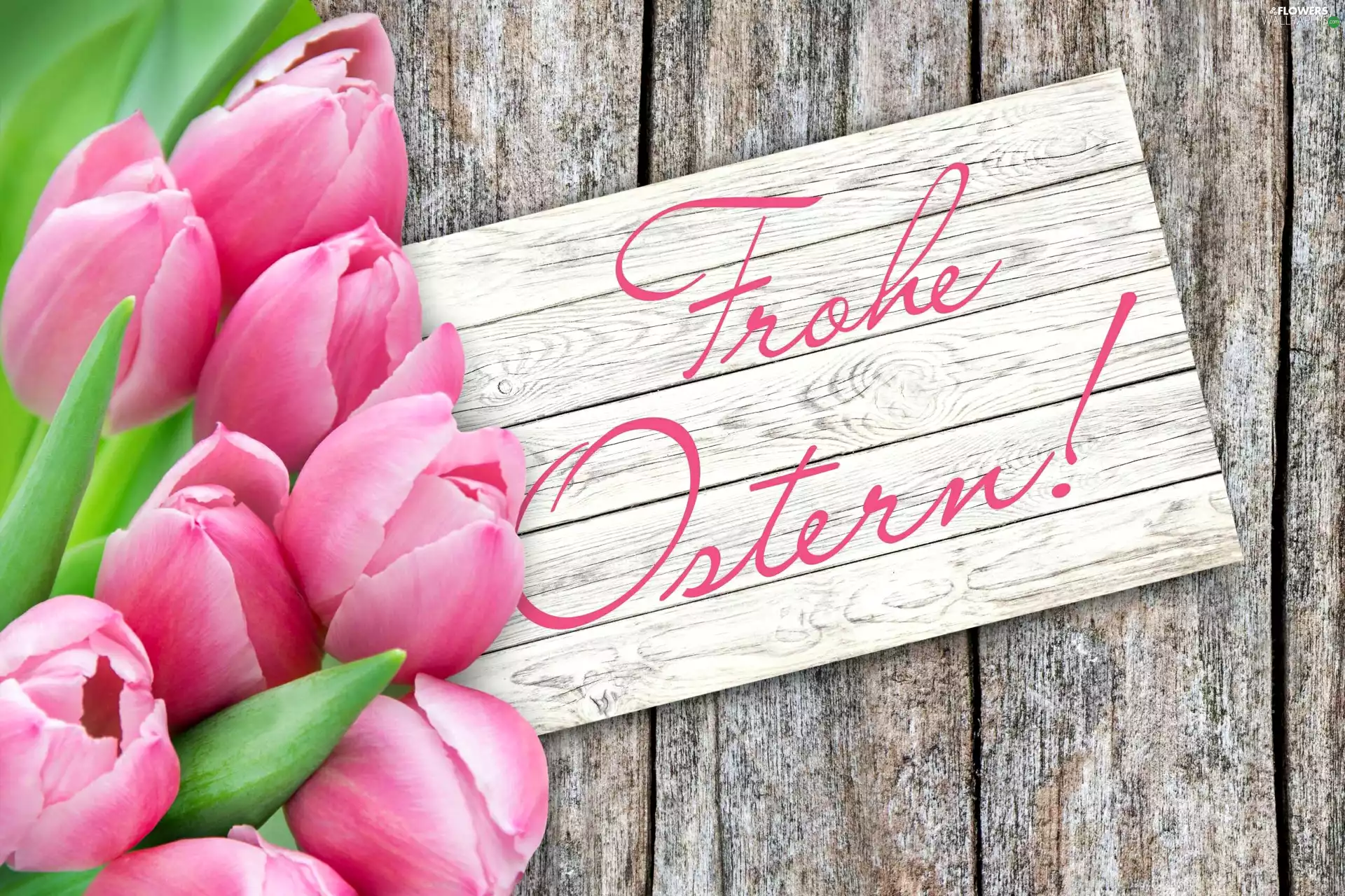 text, Easter, Tulips