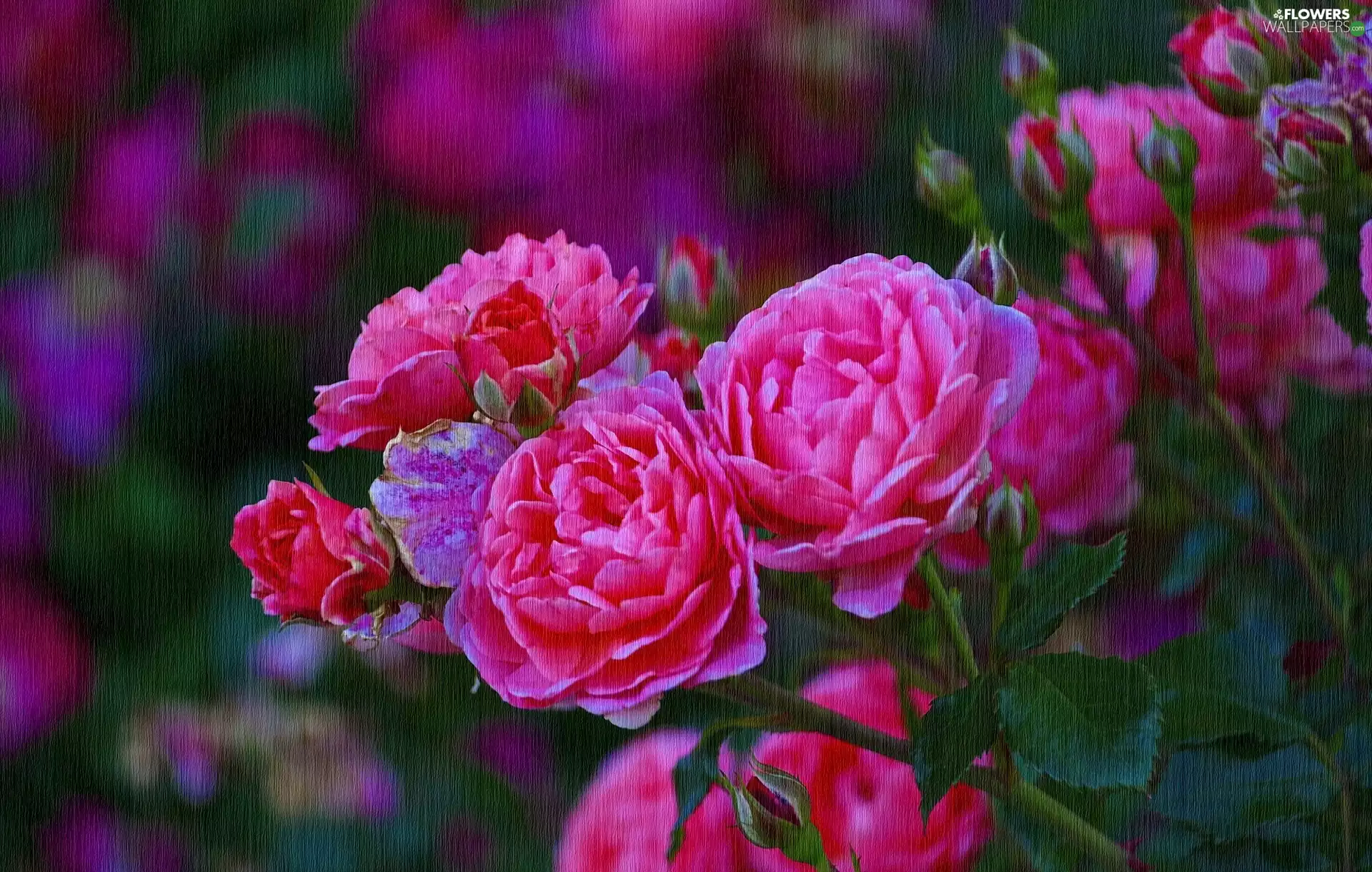 texture, roses, Flowers