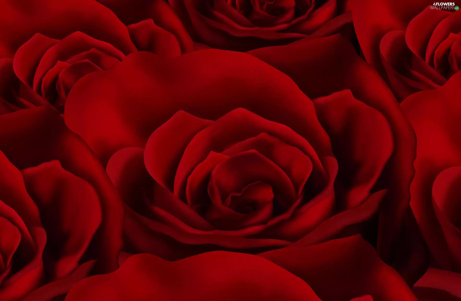 texture, Red, roses