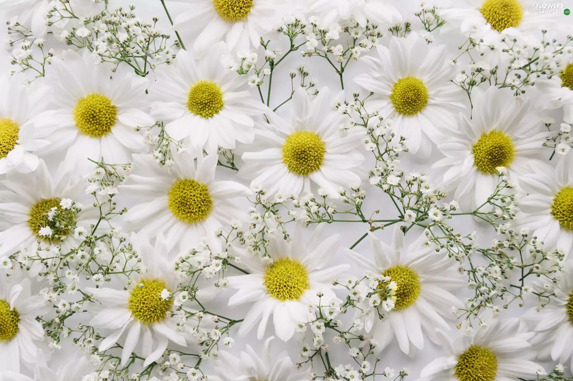 Gipsówka, texture, White, Flowers, Chrysanthemums