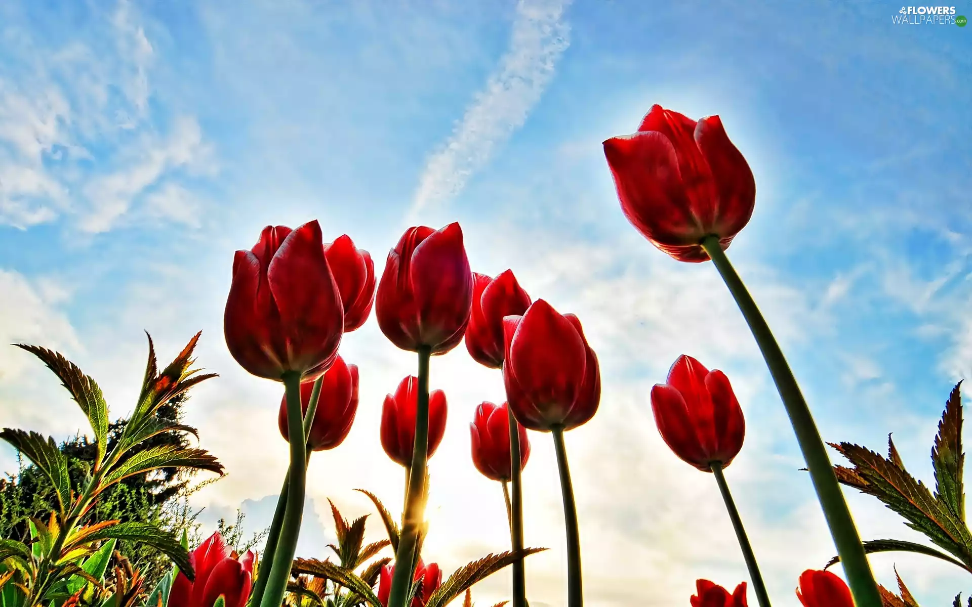 Red, The Background, Heaven, Tulips