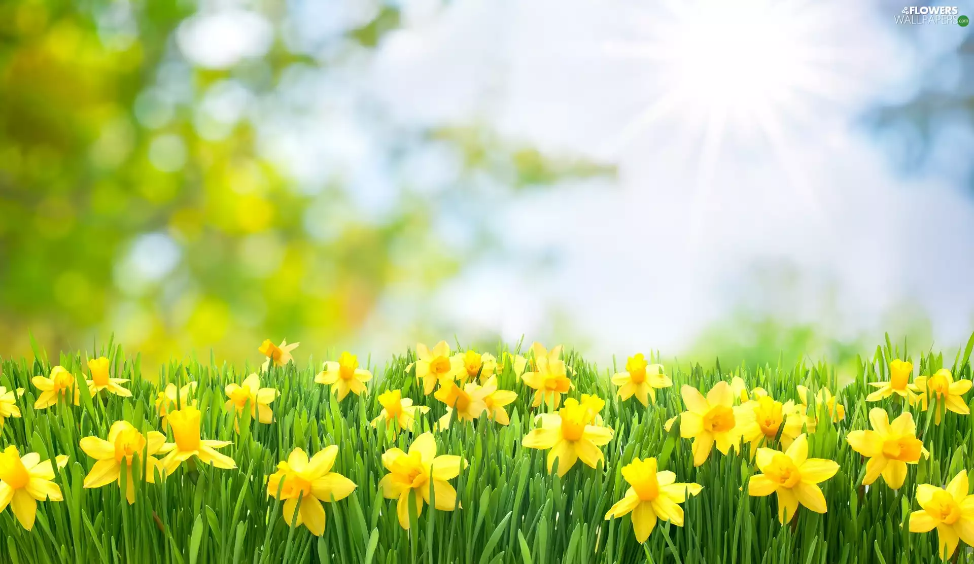 Jonquil, rays of the Sun, Flowers