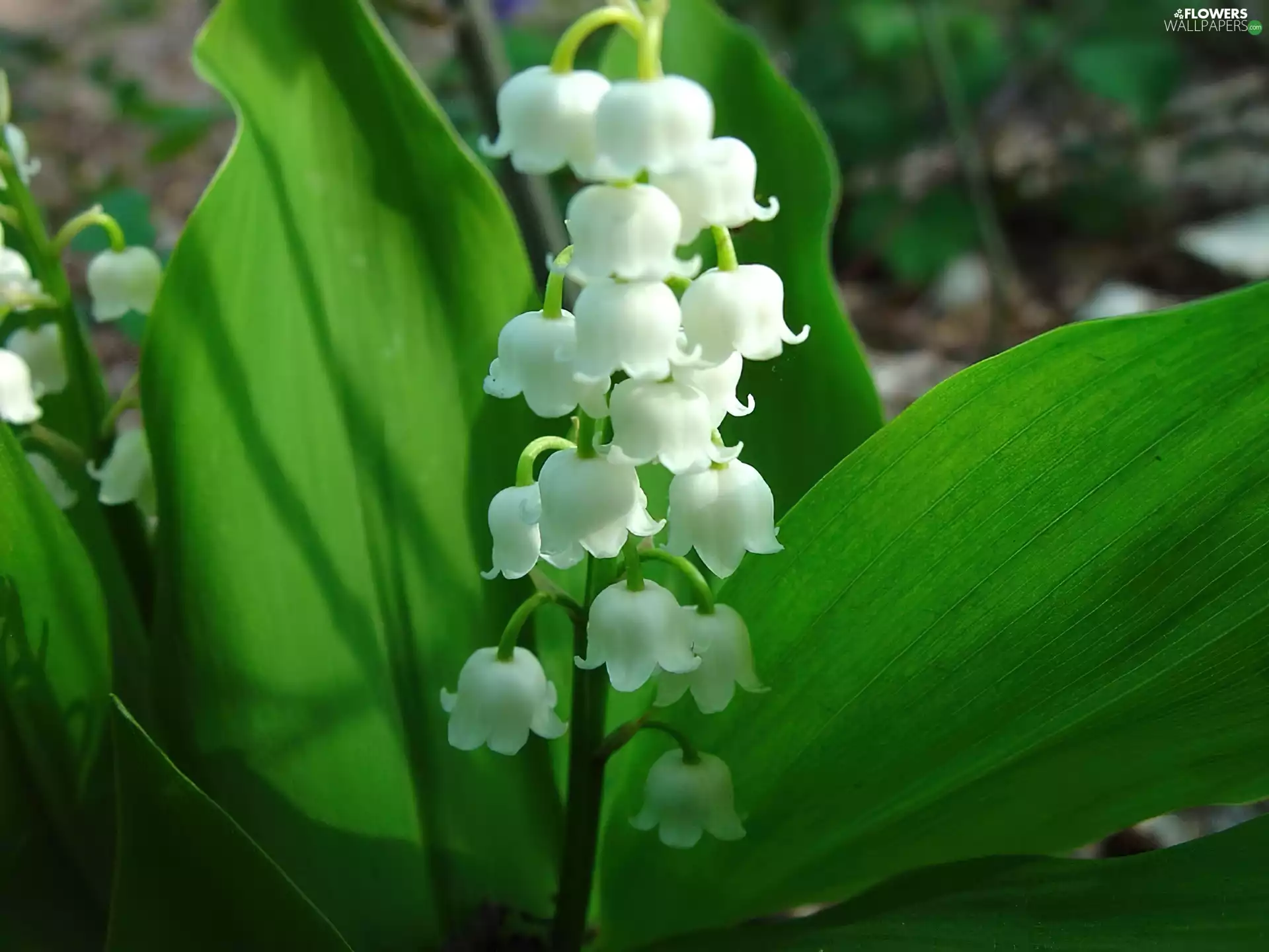 bells, lily of the Valley, leaves