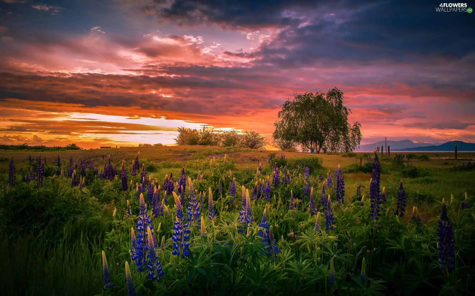 Flowers, car in the meadow, lupine, trees, Great Sunsets, Meadow, clouds, Mountains, viewes