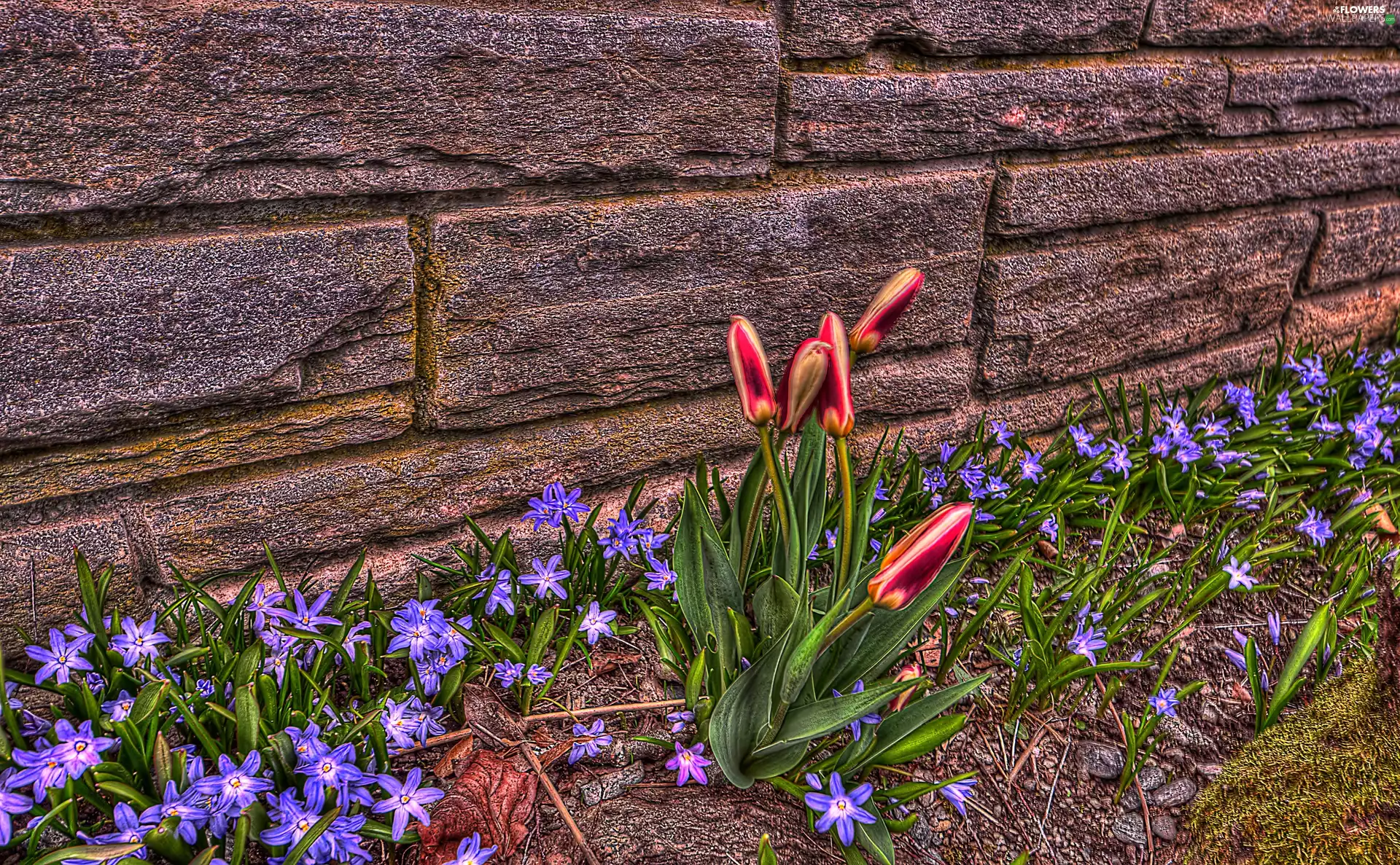 wall, Glory of the Snow, HDR, Tulips