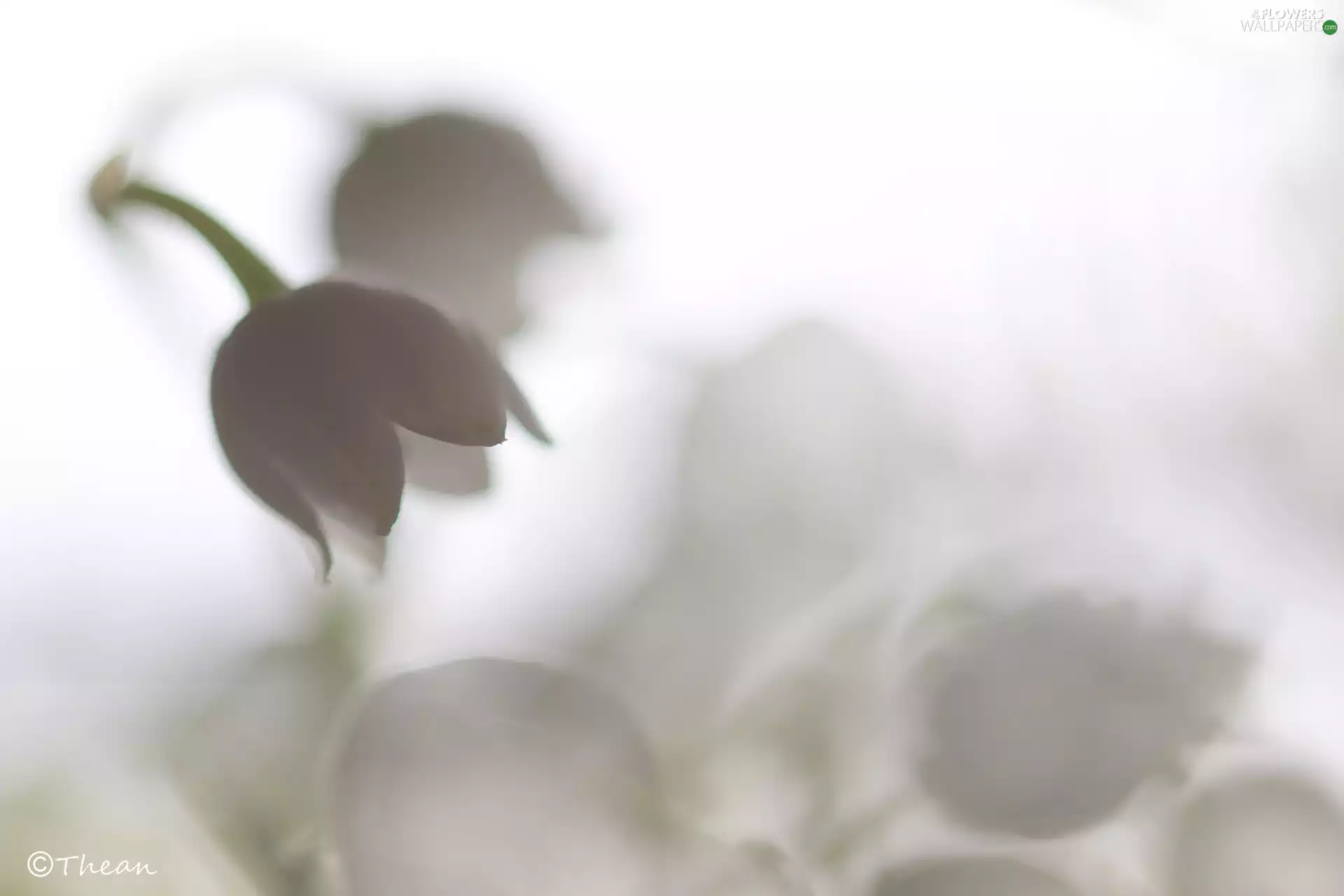 Spring, lily of the Valley, Colourfull Flowers