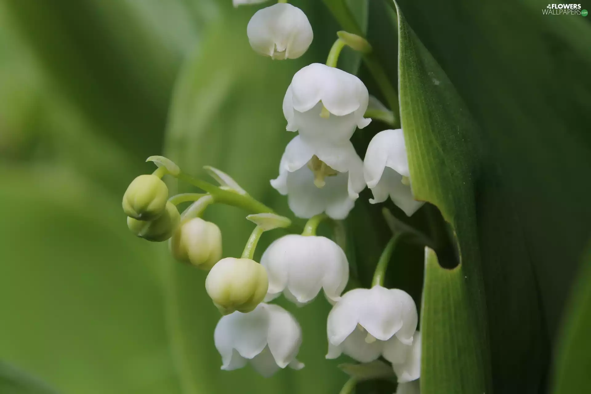 White, lily of the Valley, Colourfull Flowers