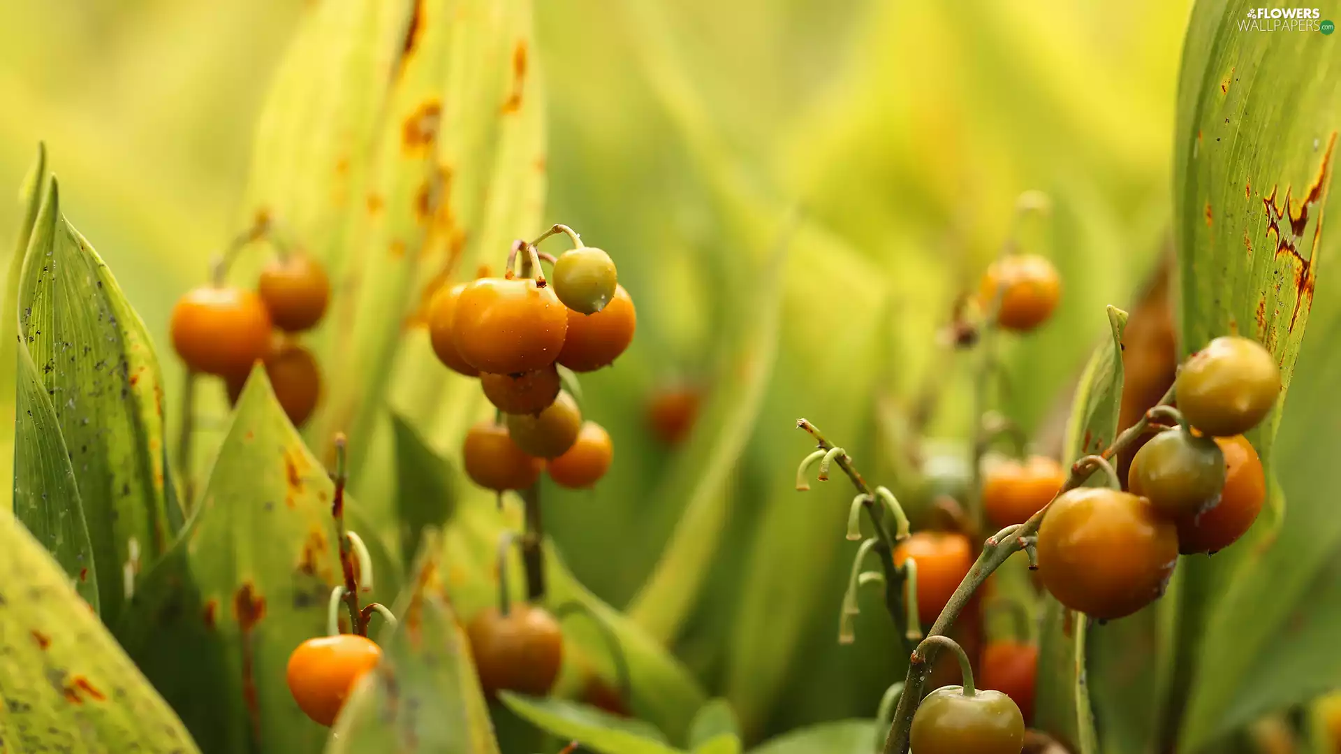 Red, lily of the Valley, blueberries, Fruits