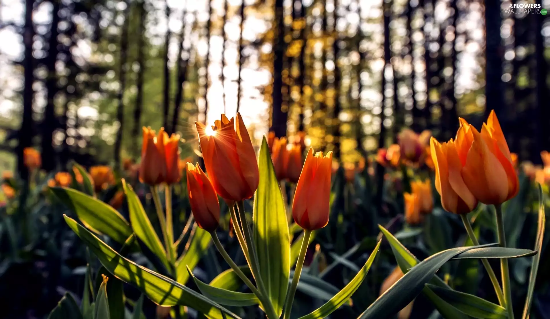 Orange, rays of the Sun, forest, Tulips