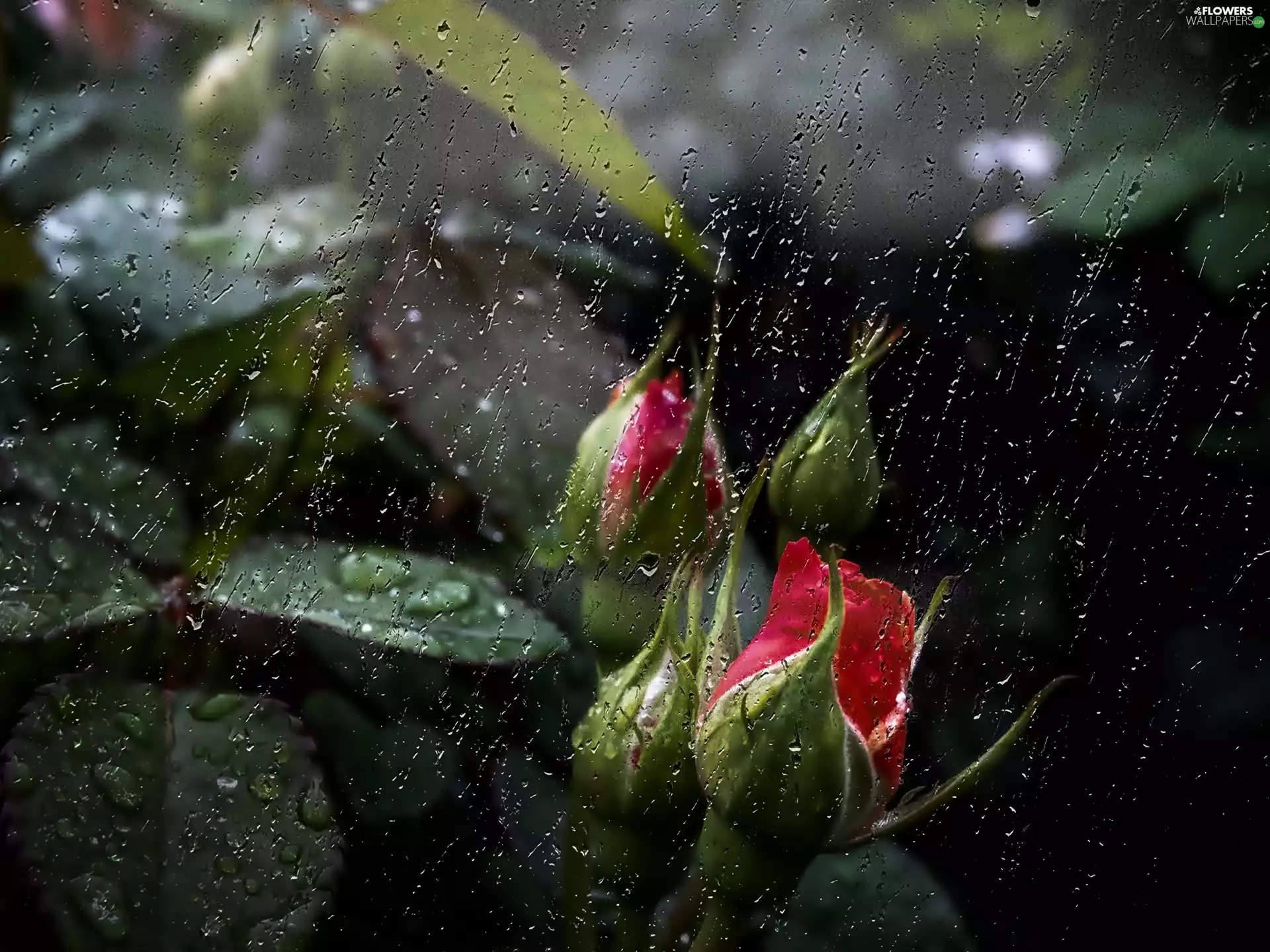 In The Rain, Buds, rouge