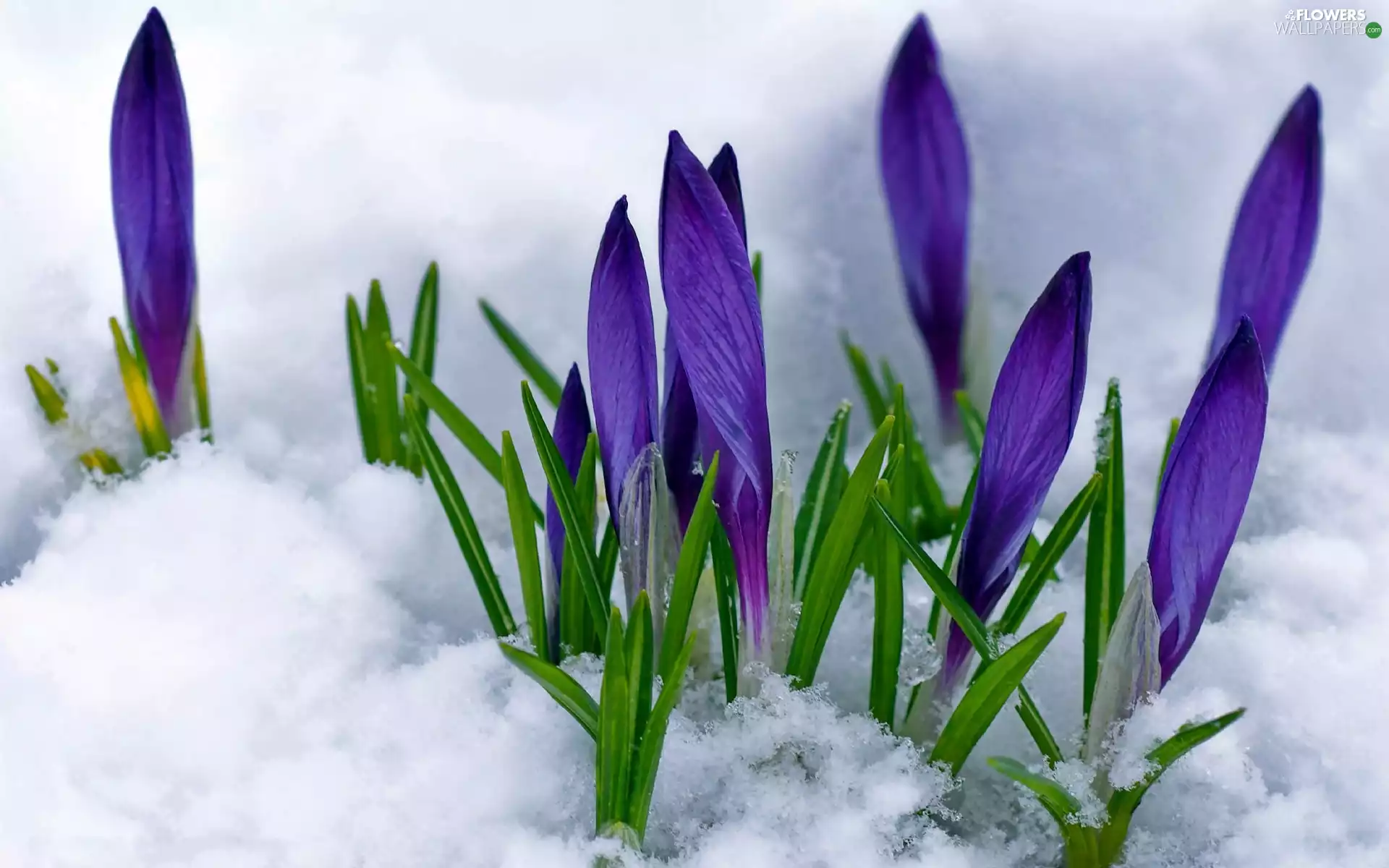 In the Snow, Spring, crocuses