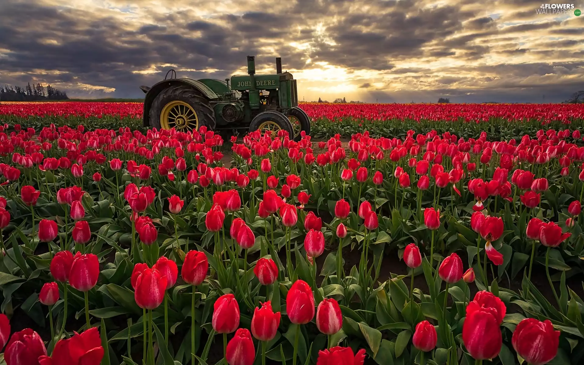 Sunrise, Tulips, State of Oregon, agrimotor, Field, Clackamas County, The United States
