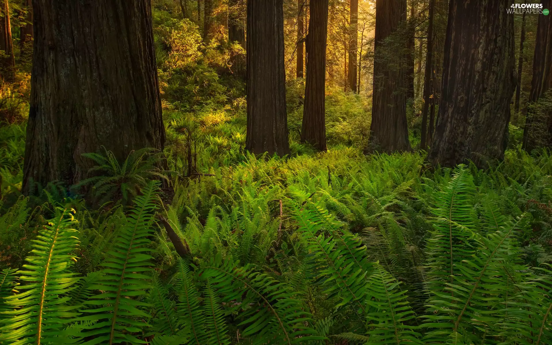 forest, California, viewes, Redwood National Park, The United States, trees, fern