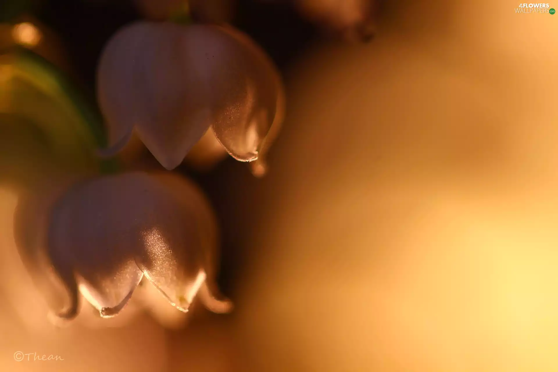 Flowers, lily of the Valley, White