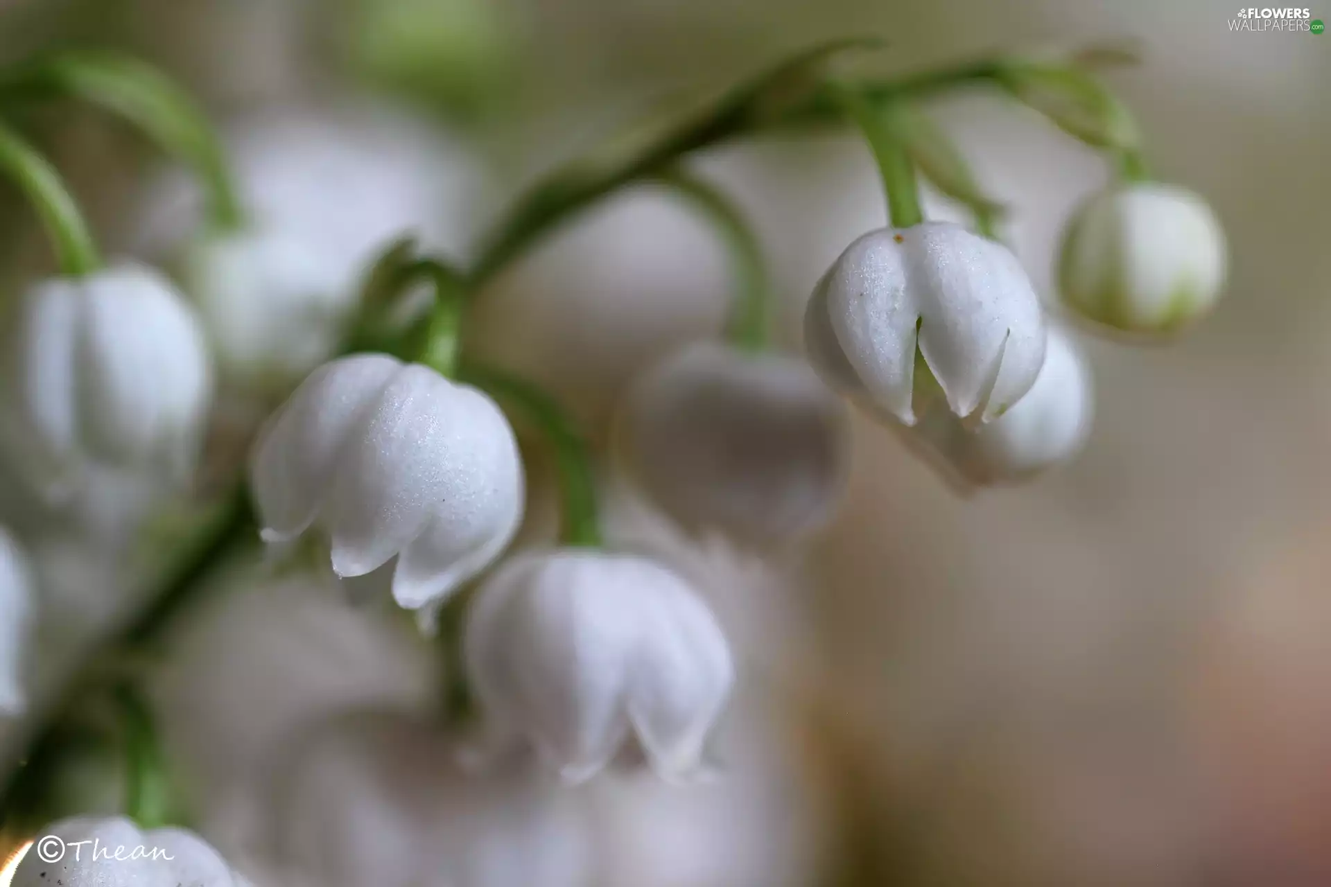 Flowers, lily of the Valley, White