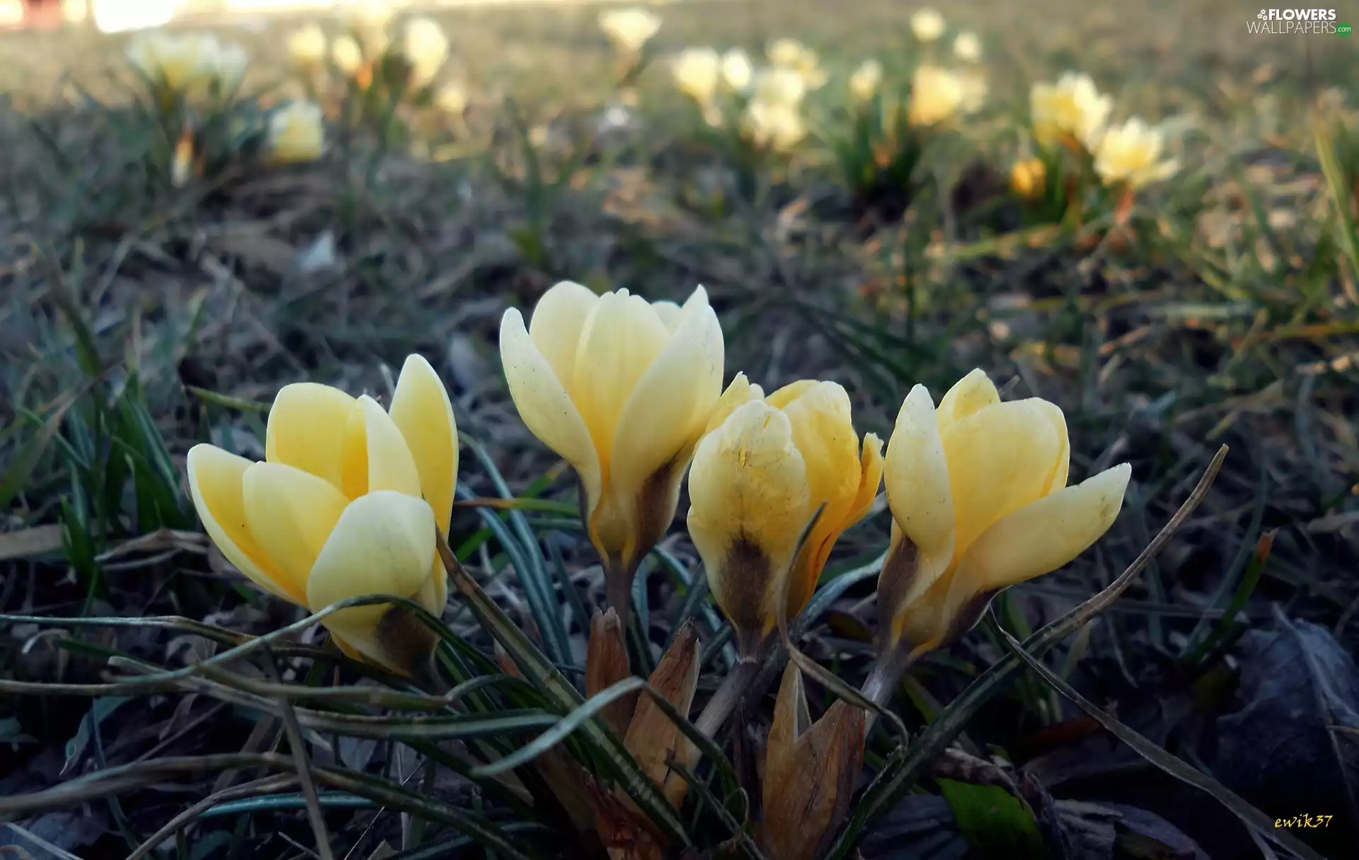crocuses, car in the meadow, Yellow
