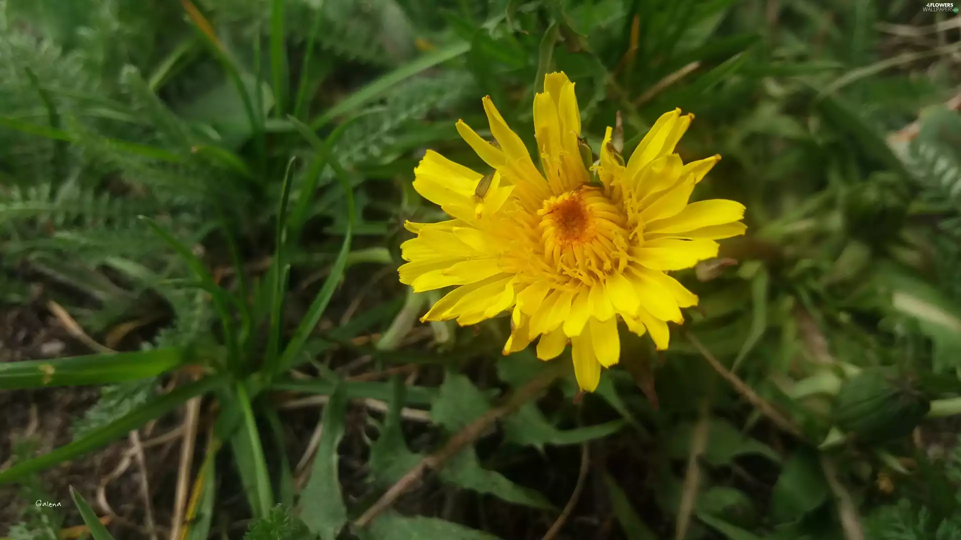 grass, Common Dandelion, Yellow, Colourfull Flowers, sow-thistle