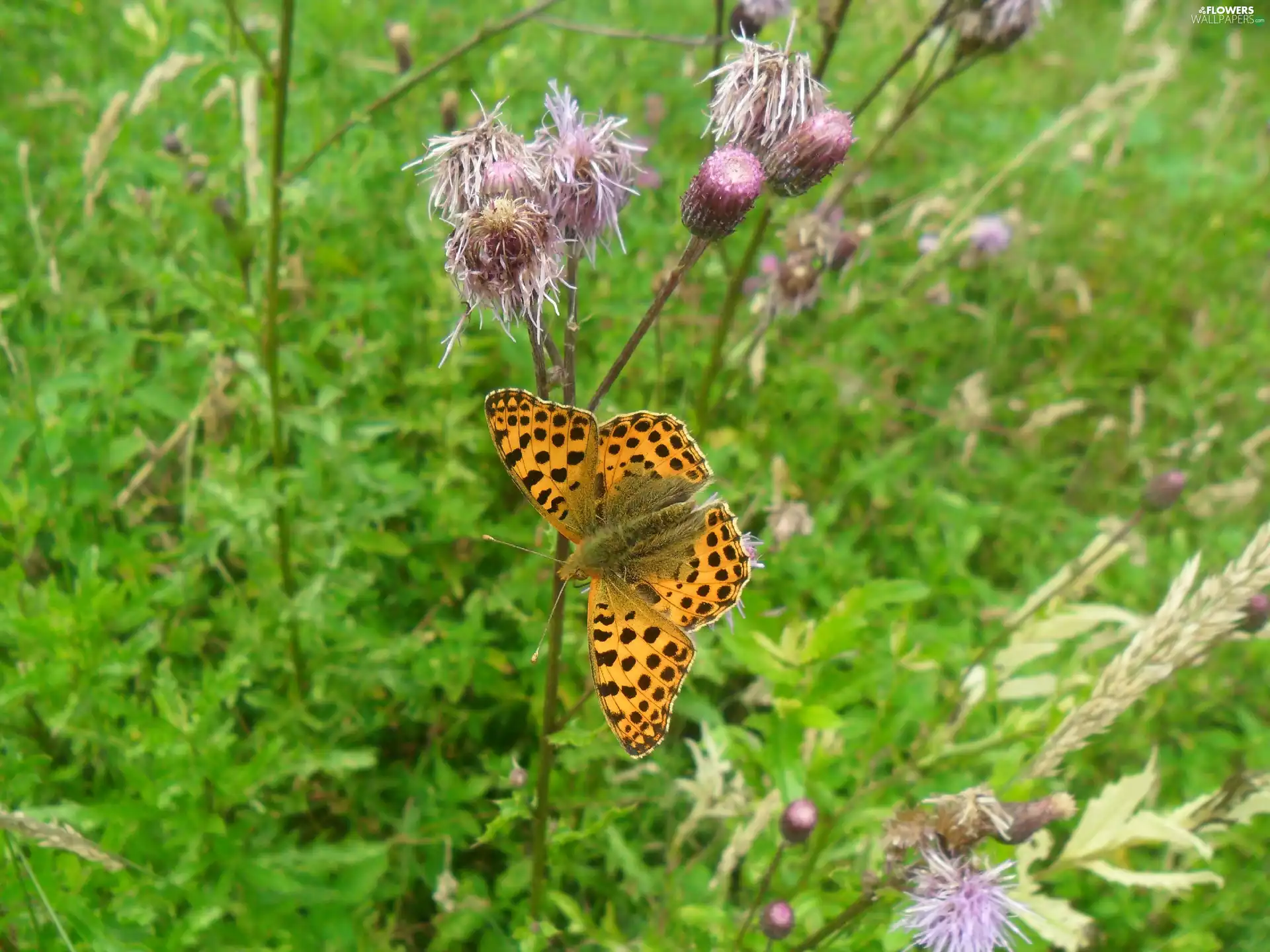 thistle, butterfly, Flowers