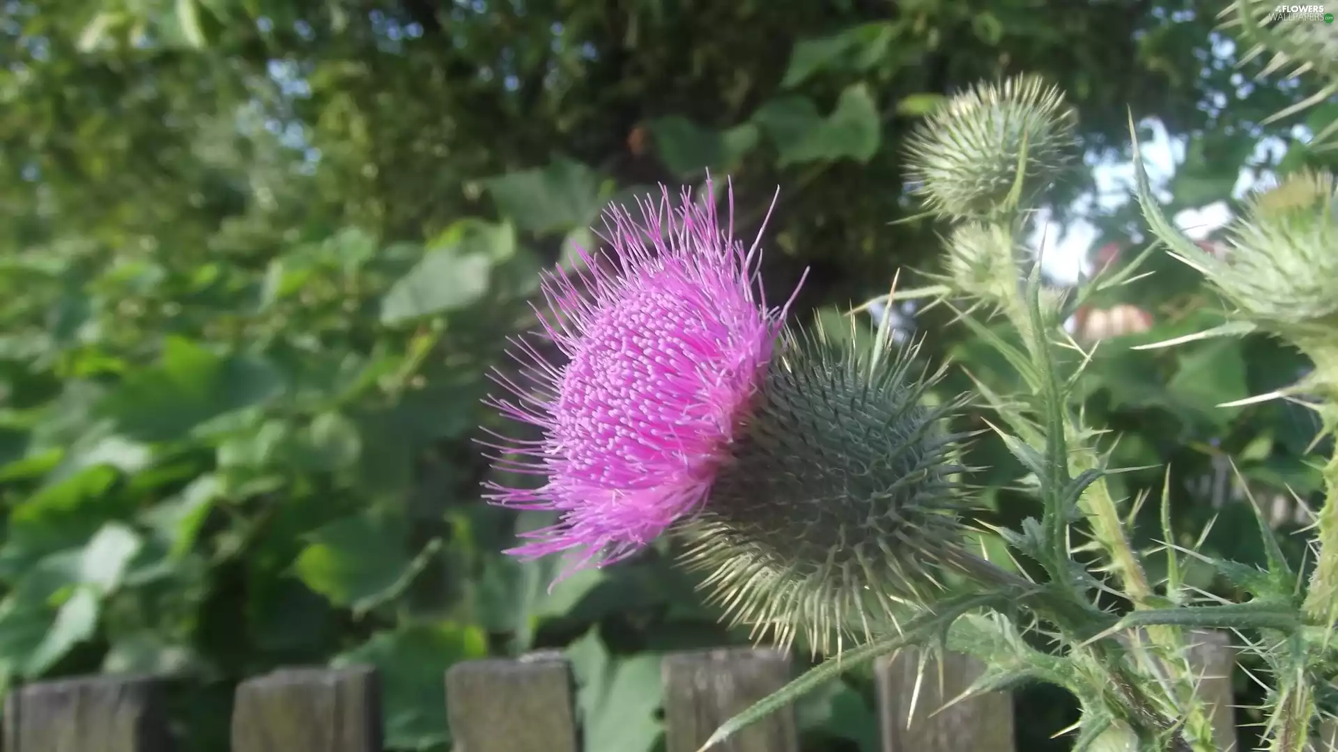 green, Colourfull Flowers, thistle