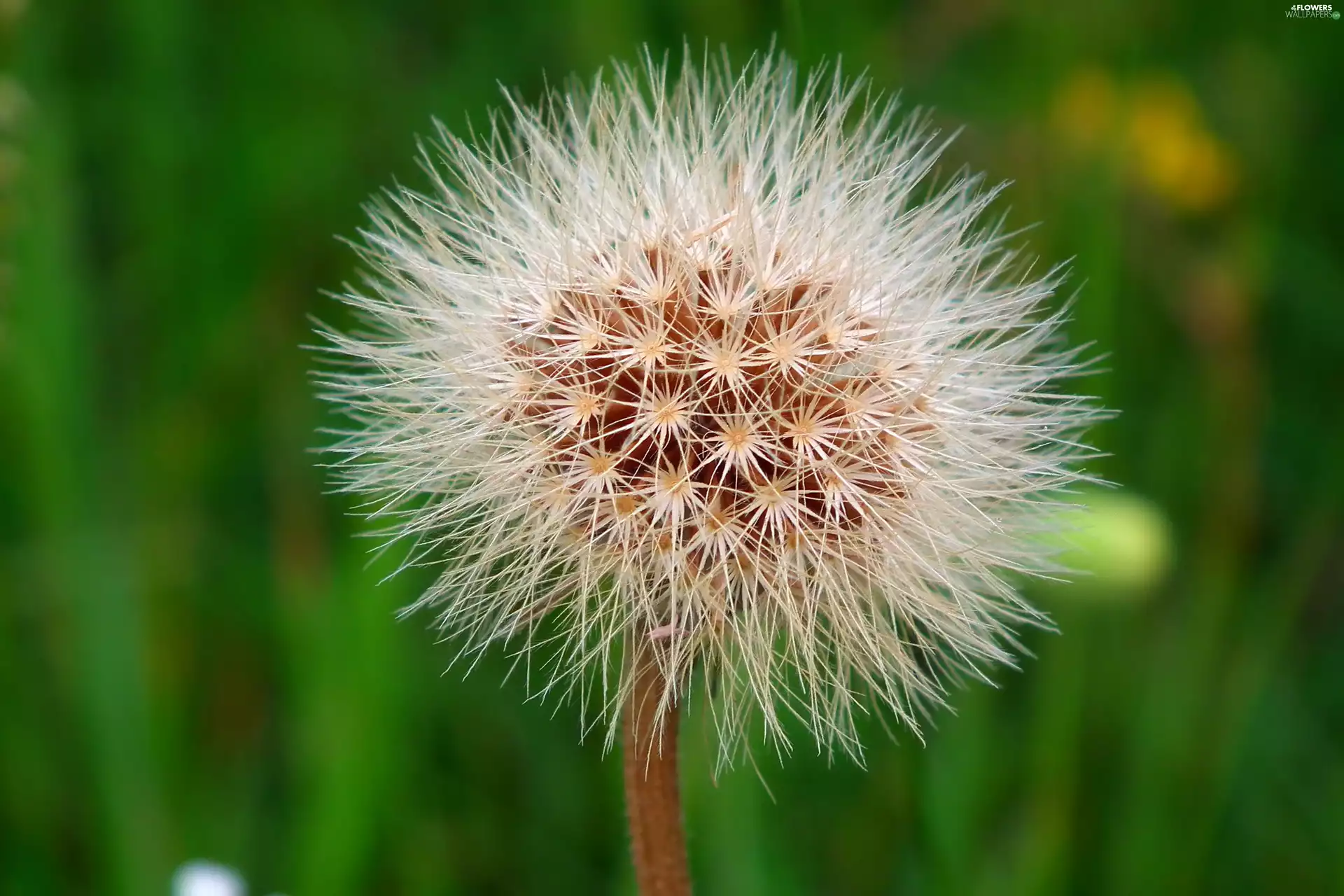 sow-thistle, nature, Common Dandelion