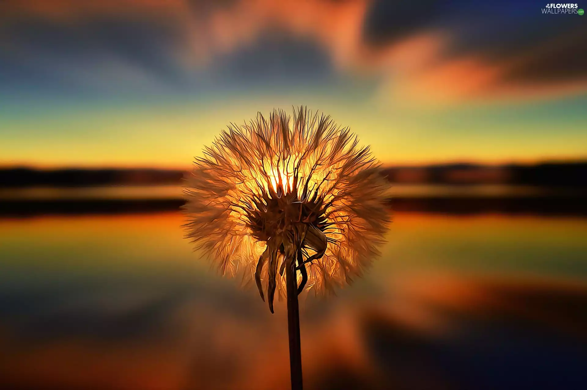 west, sun, sow-thistle, Seeds, puffball