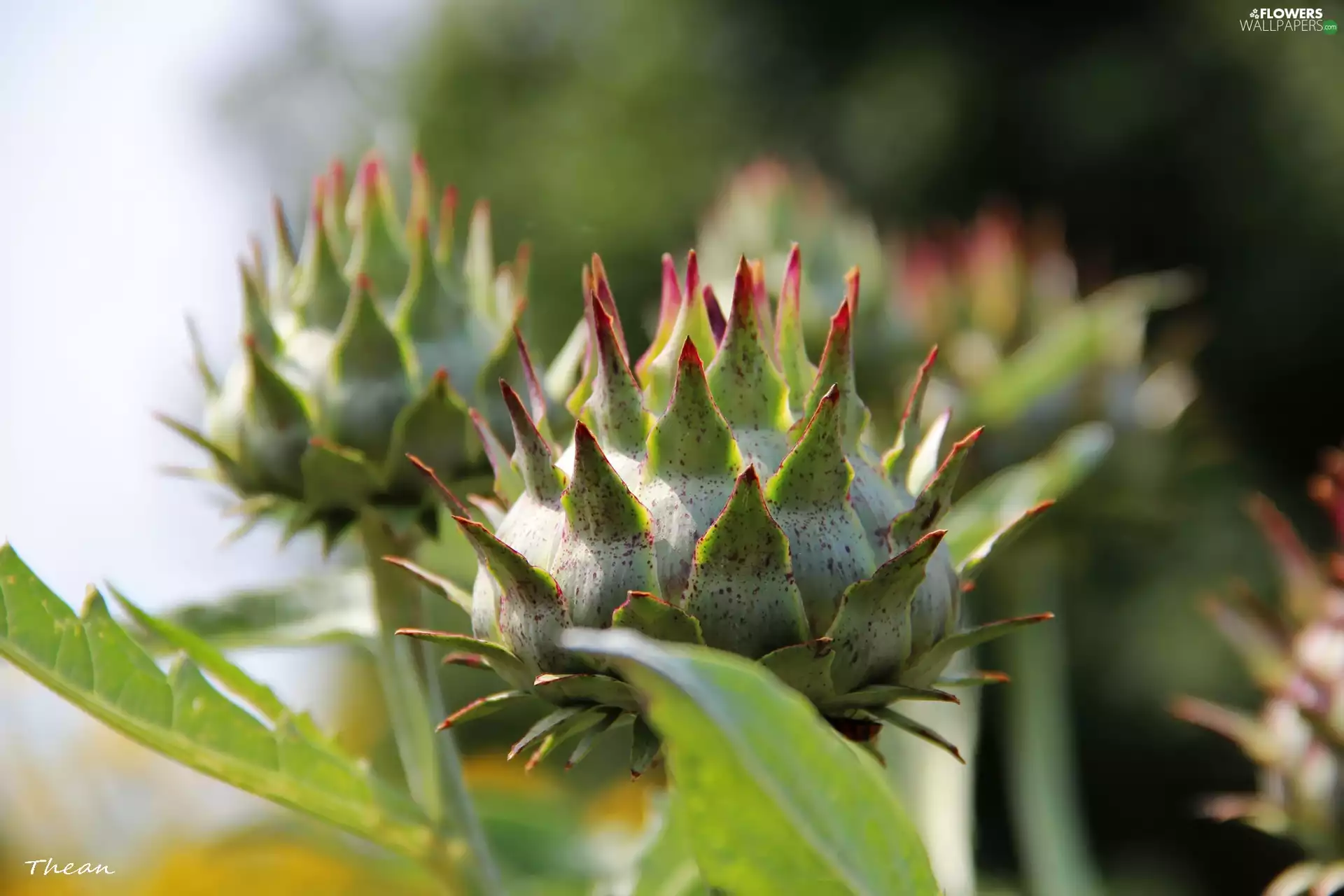 Buds, Thistles